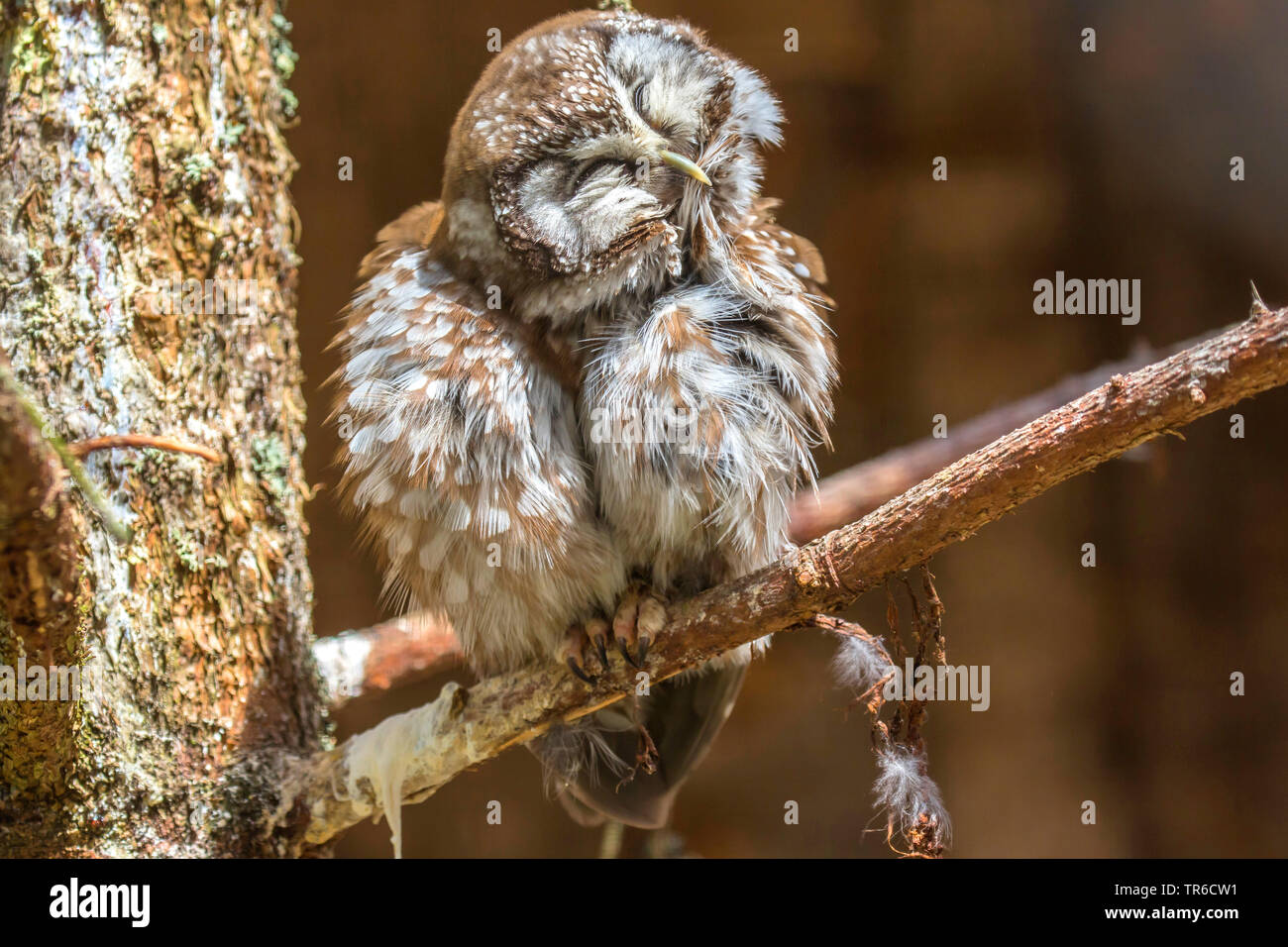 Boreal Eule, Tengmalm's Owl, Richardson's Owl (Aegolius funereus), Grooming, Deutschland, Bayern Stockfoto