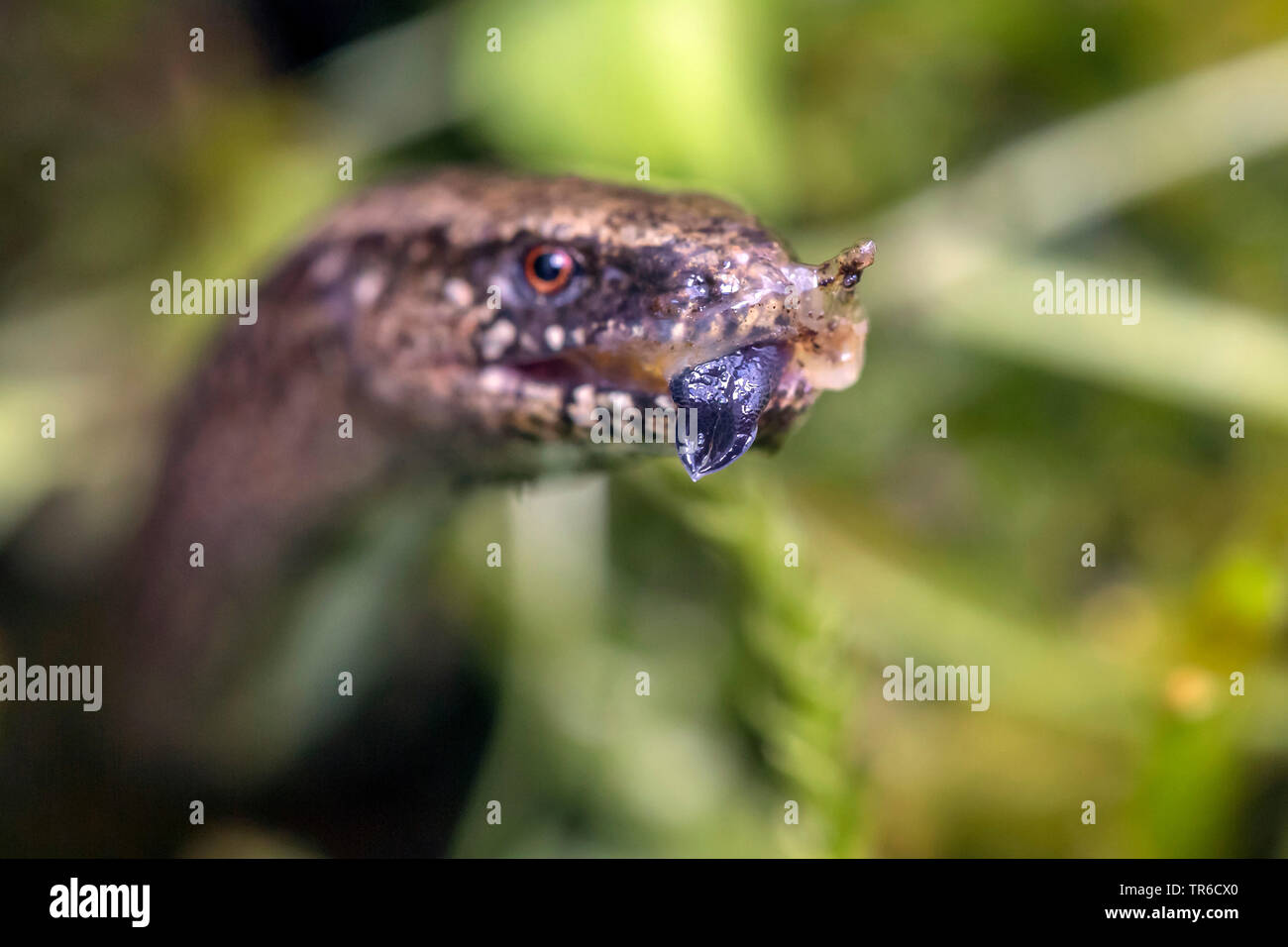 Europäische langsam Wurm, blindworm, Slow worm (Anguis fragilis), gegessen, eine Schnecke, Deutschland, Bayern Stockfoto