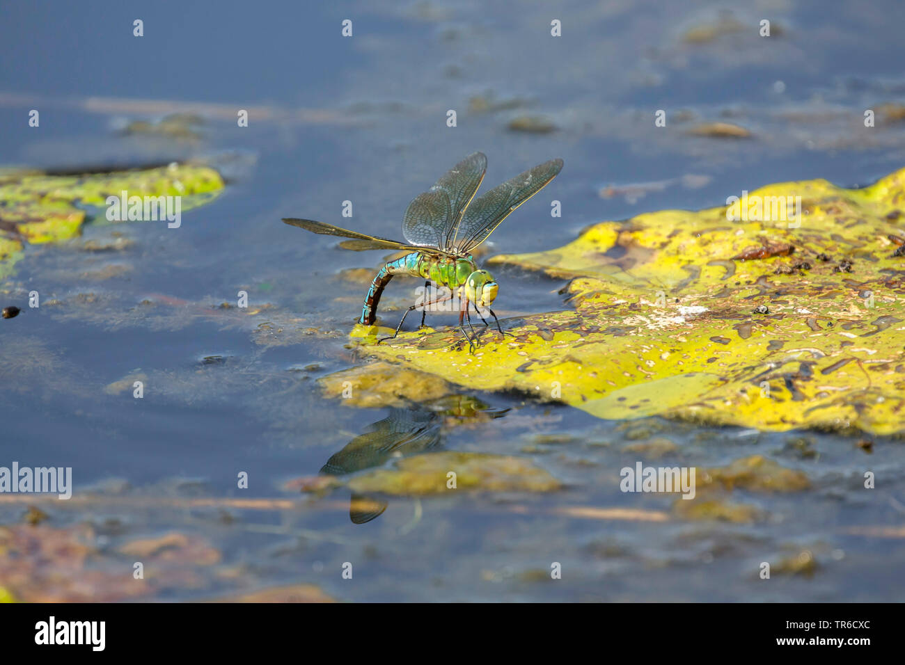 Kaiser Dragonfly (Anax imperator), weiblich, sitzend auf einem wasserlilie und Eier, Deutschland, Bayern Stockfoto