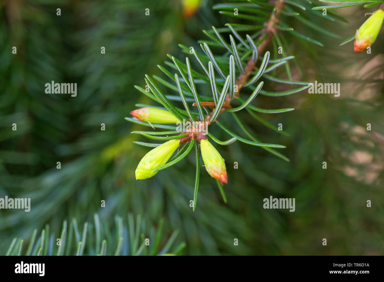 Serbische Fichte (Picea omorika), Nadel schießen Stockfoto