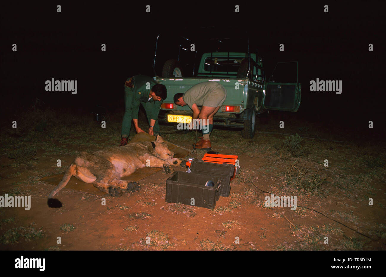 Löwe (Panthera leo), betäubt Löwin veterinarily Nachts geprüft, Kenia Stockfoto