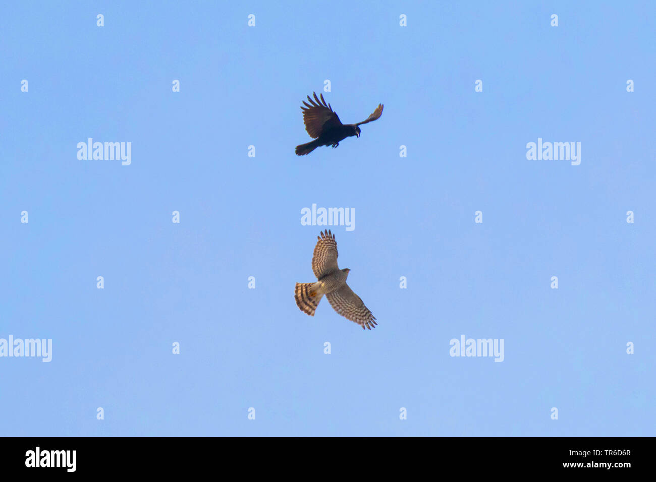 Northern Sperber (Accipiter nisus), Fliegende weiblich, wird von Nebelkrähe, Deutschland angegriffen, Bayern Stockfoto