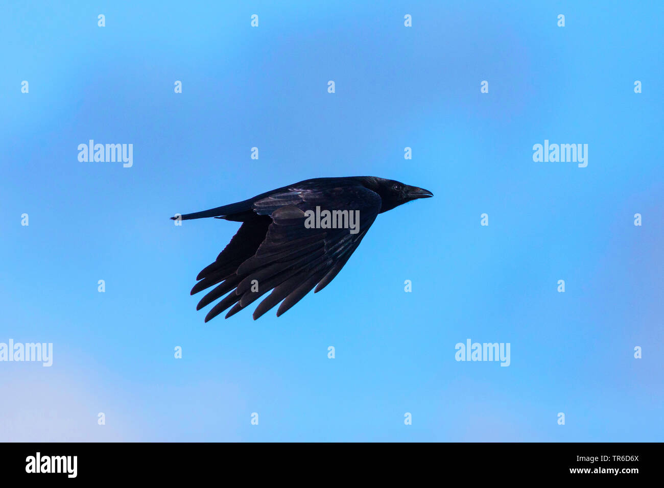 Nebelkrähe (Corvus corone, Corvus corone Corone), Fliegende, Deutschland, Bayern Stockfoto