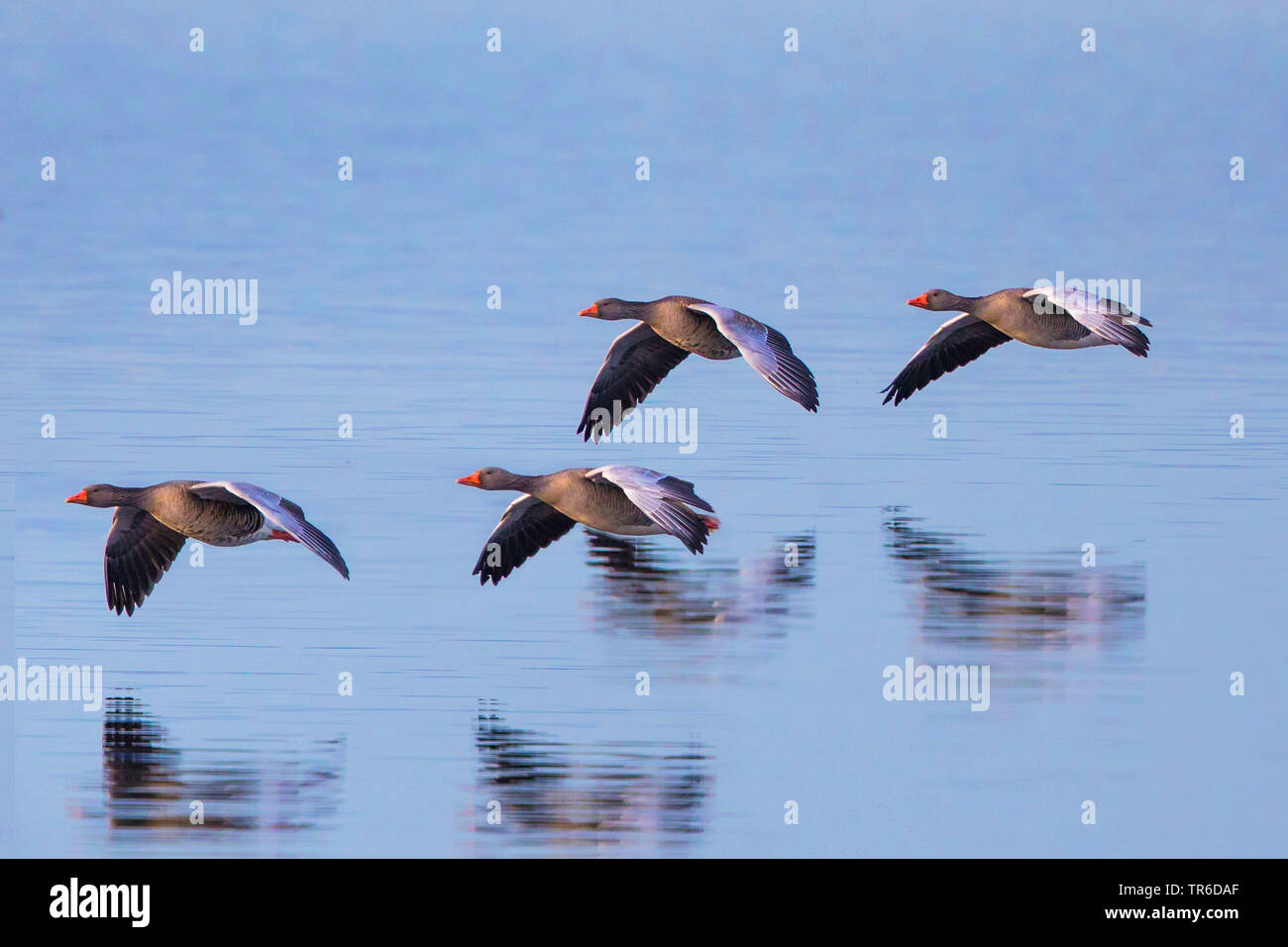 Graugans (Anser anser), Fliegen über Wasser, Deutschland, Bayern, Chiemsee Stockfoto