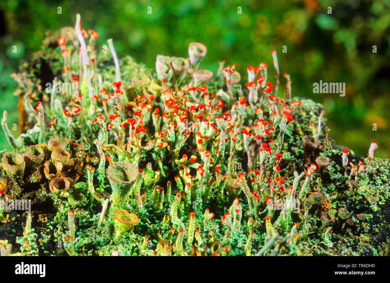 Florke's Cup Flechten (Cladonia floerkeana, Cladonia macilenta ssp. floerkeana), Fruchtkörper, Deutschland Stockfoto