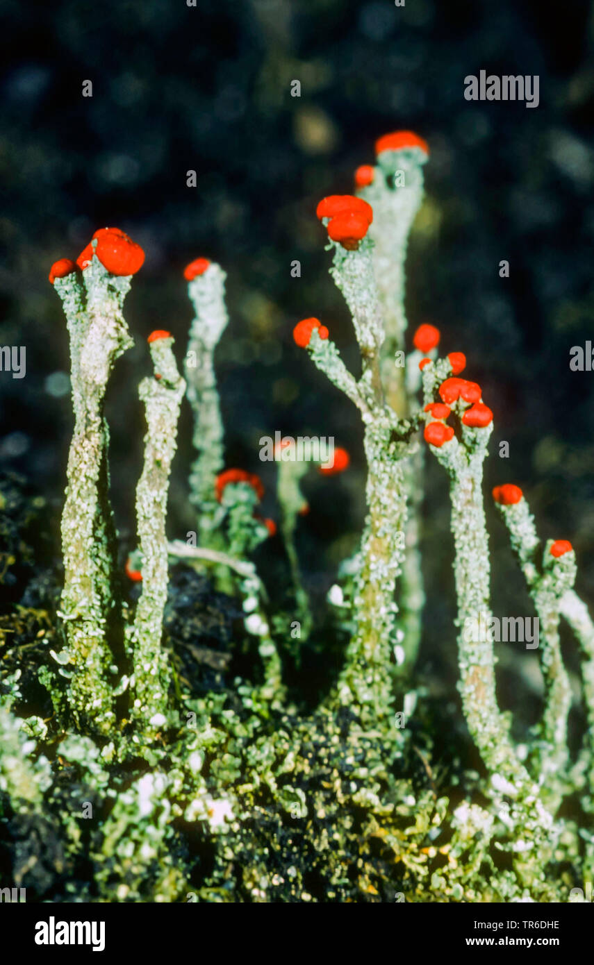 Florke's Cup Flechten (Cladonia floerkeana, Cladonia macilenta ssp. floerkeana), Fruchtkörper, Deutschland Stockfoto