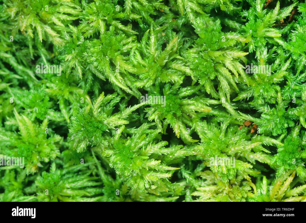 Torf, prairie Sphagnum, stumpf-leaved bogmoss (Sphagnum palustre, Sphagnum cymbifolium), Deutschland Stockfoto