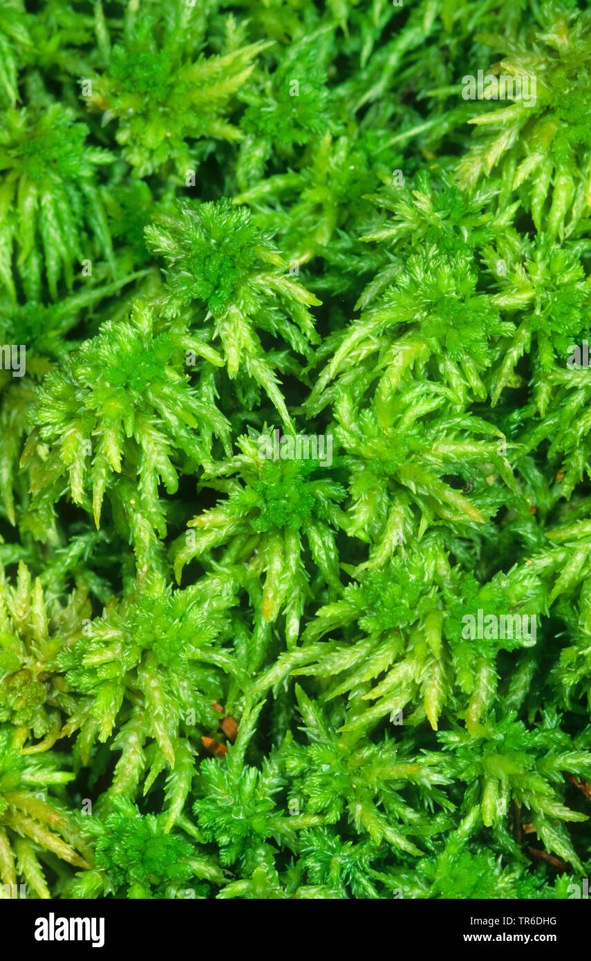 Torf, prairie Sphagnum, stumpf-leaved bogmoss (Sphagnum palustre, Sphagnum cymbifolium), Deutschland Stockfoto