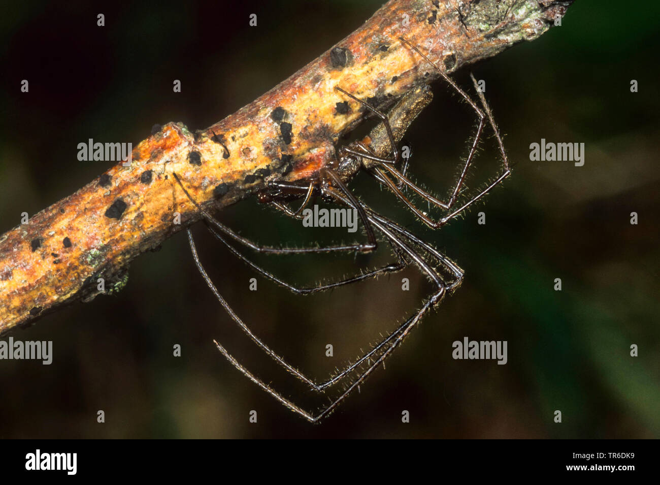 Lange backen Spinne (Tetragnatha Nigrita), auf einem Zweig sitzend, Deutschland Stockfoto