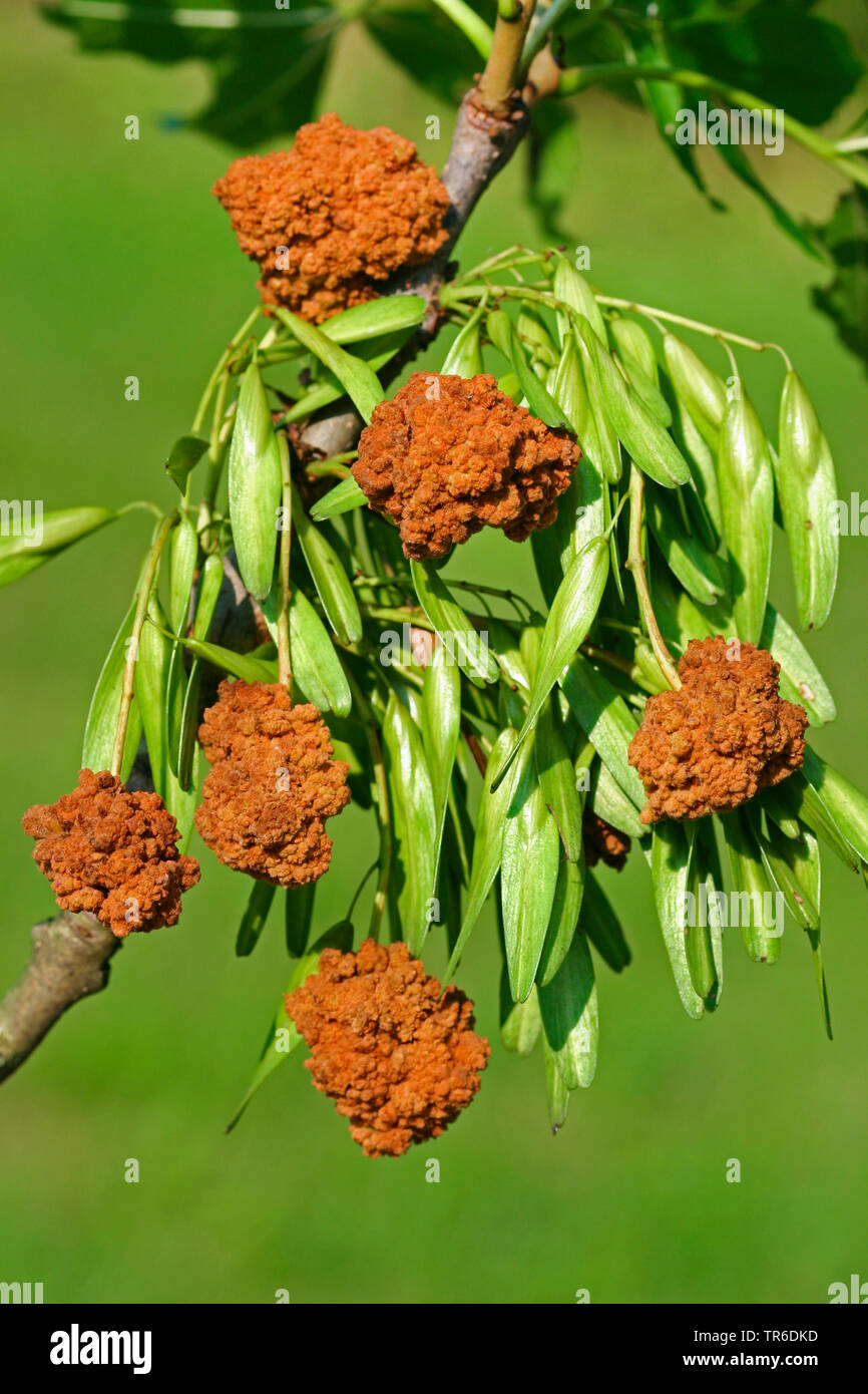 Ash Galle Galle milbe Milben, Blumenkohl, Esche (Aceria fraxinivora Schlüssel Gall), Galla auf die Früchte eines Ash, Deutschland Stockfoto