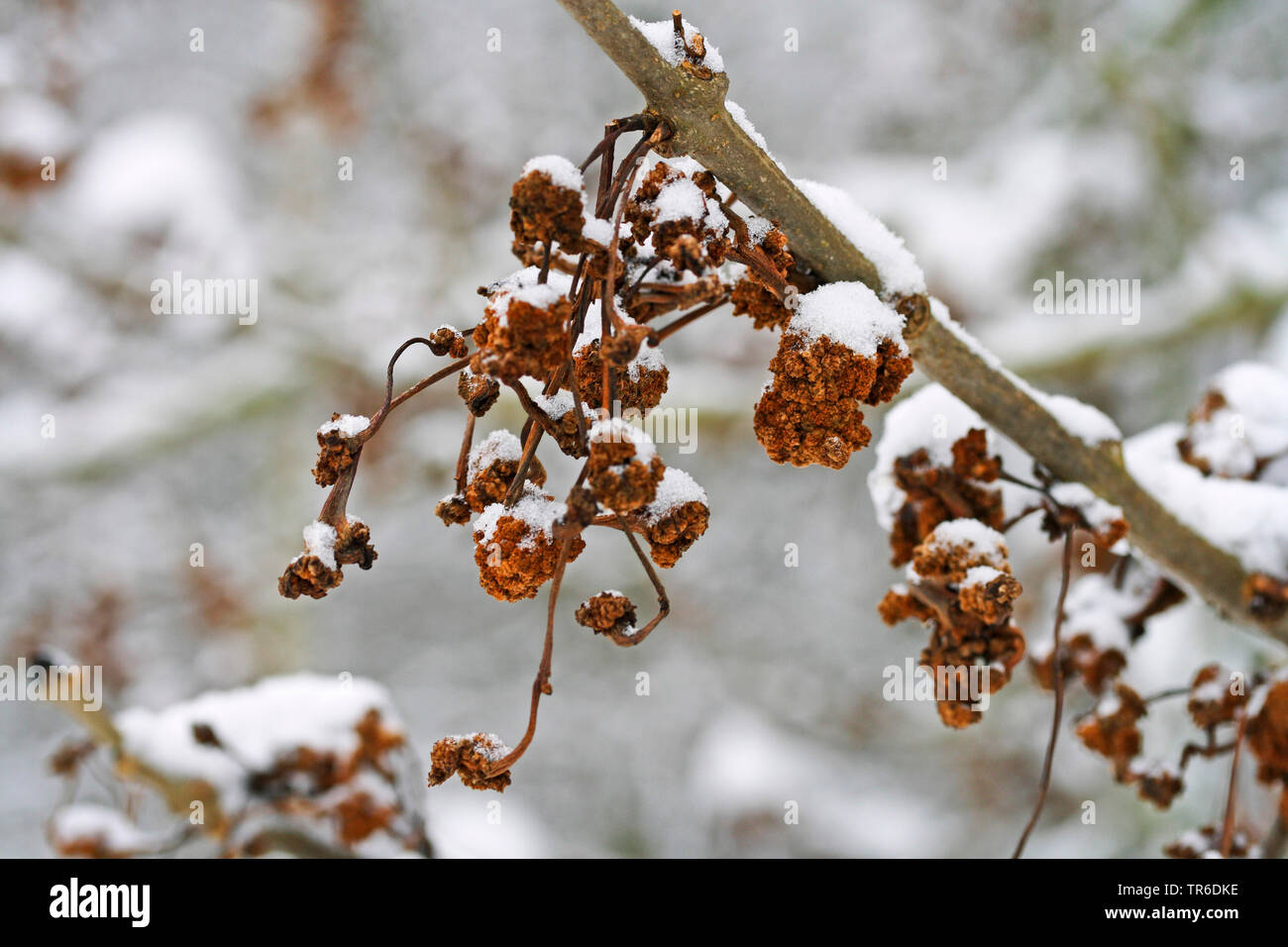 Ash Galle Galle milbe Milben, Blumenkohl, Esche (Aceria fraxinivora Schlüssel Gall), Galla an einer Esche hin Winter, Deutschland Stockfoto