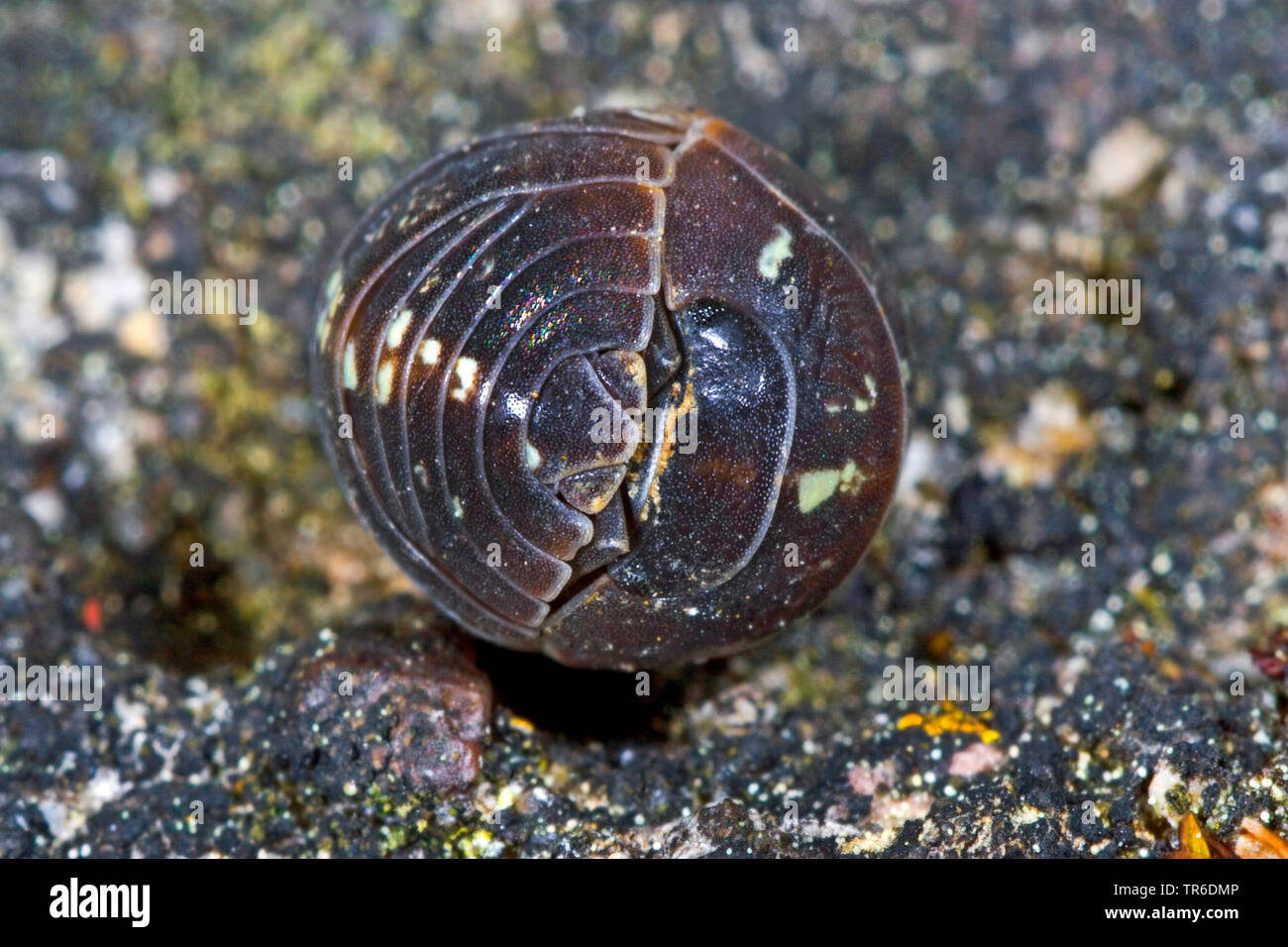 Gemeinsame woodlouse, gemeinsame pillbug, sow-Bug (Armadillidium vulgare), Gerollt, Deutschland Stockfoto