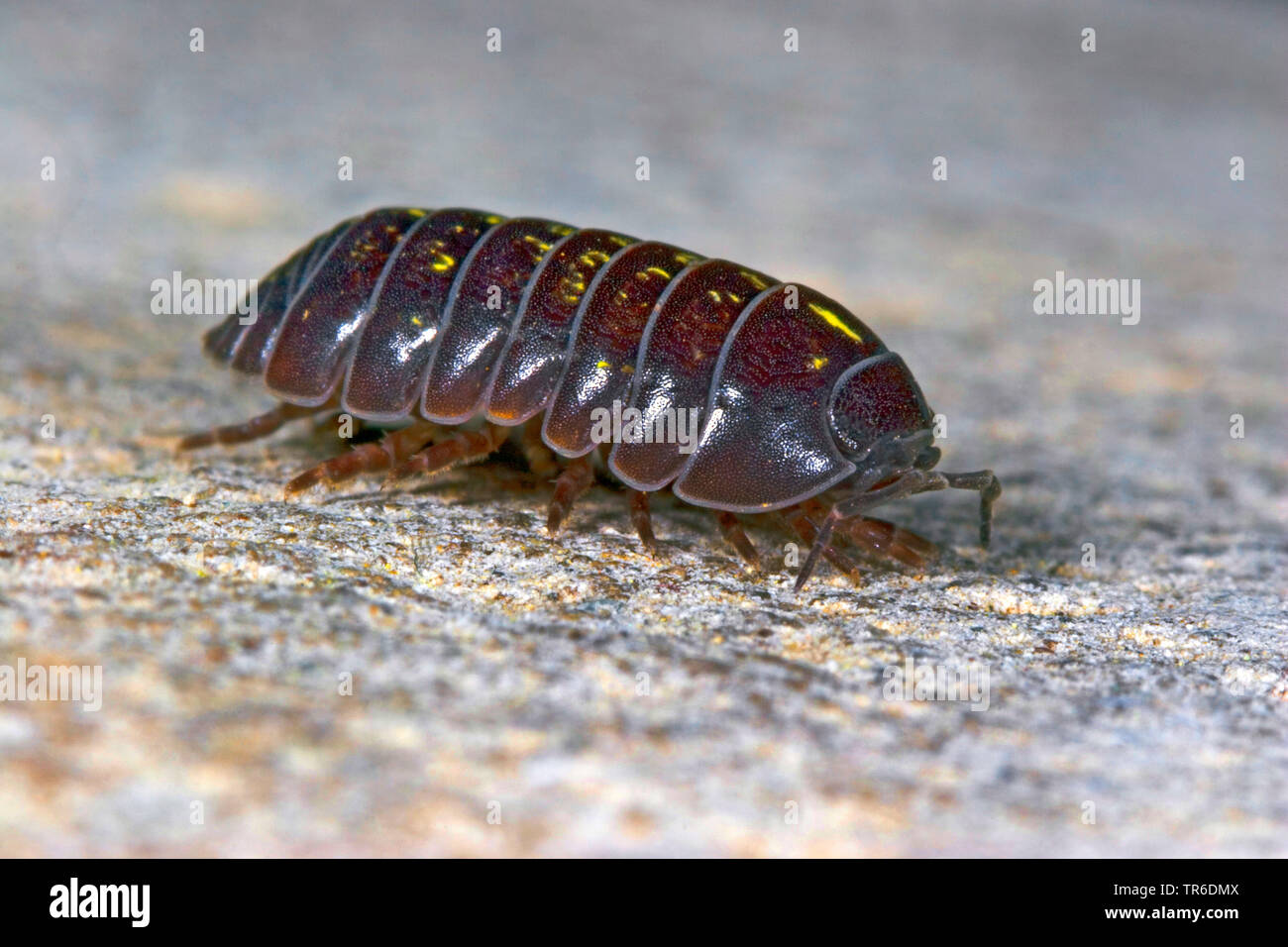 Gemeinsame woodlouse, gemeinsame pillbug, sow-Bug (Armadillidium vulgare), laterale Ansicht, Deutschland Stockfoto