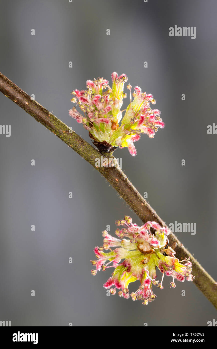 Scotch Ulme (Ulmus glabra Berg-ulme, Ulmus scabra), blühende, Deutschland Stockfoto