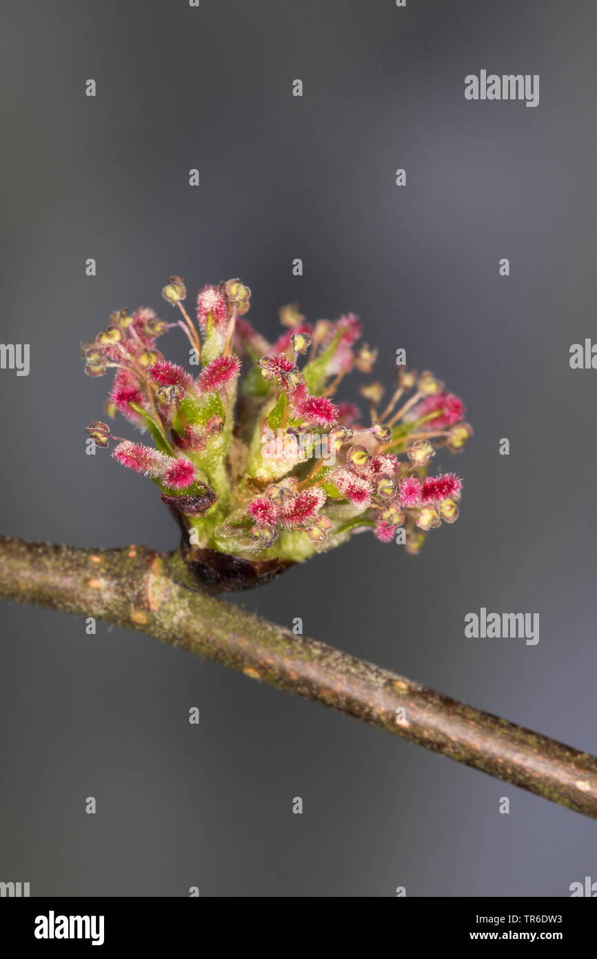 Scotch Ulme (Ulmus glabra Berg-ulme, Ulmus scabra), blühende, Deutschland Stockfoto