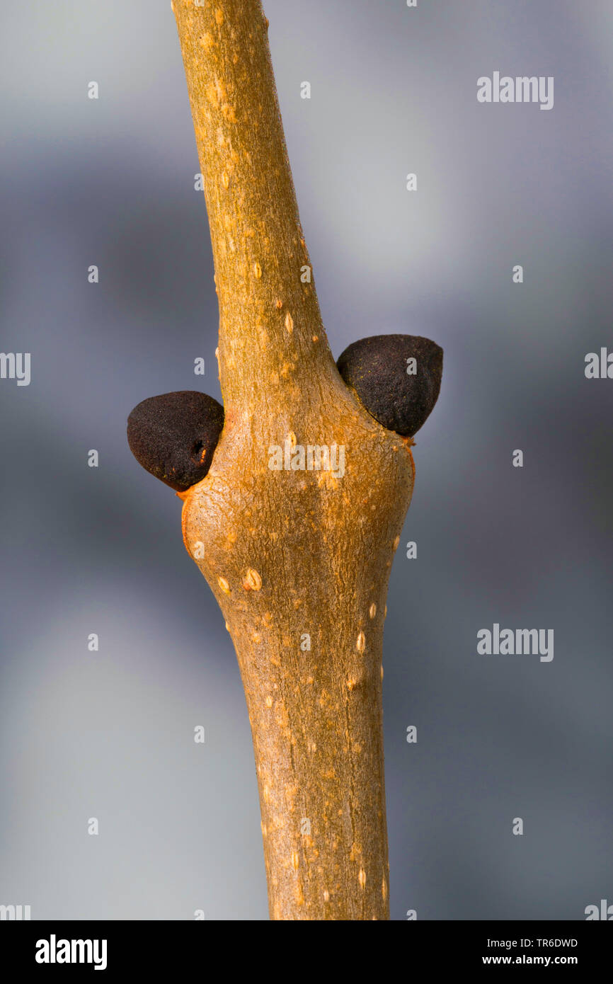 Gemeinsame Europäische Esche Esche (Fraxinus excelsior), Zweig mit Knospen, Deutschland Stockfoto