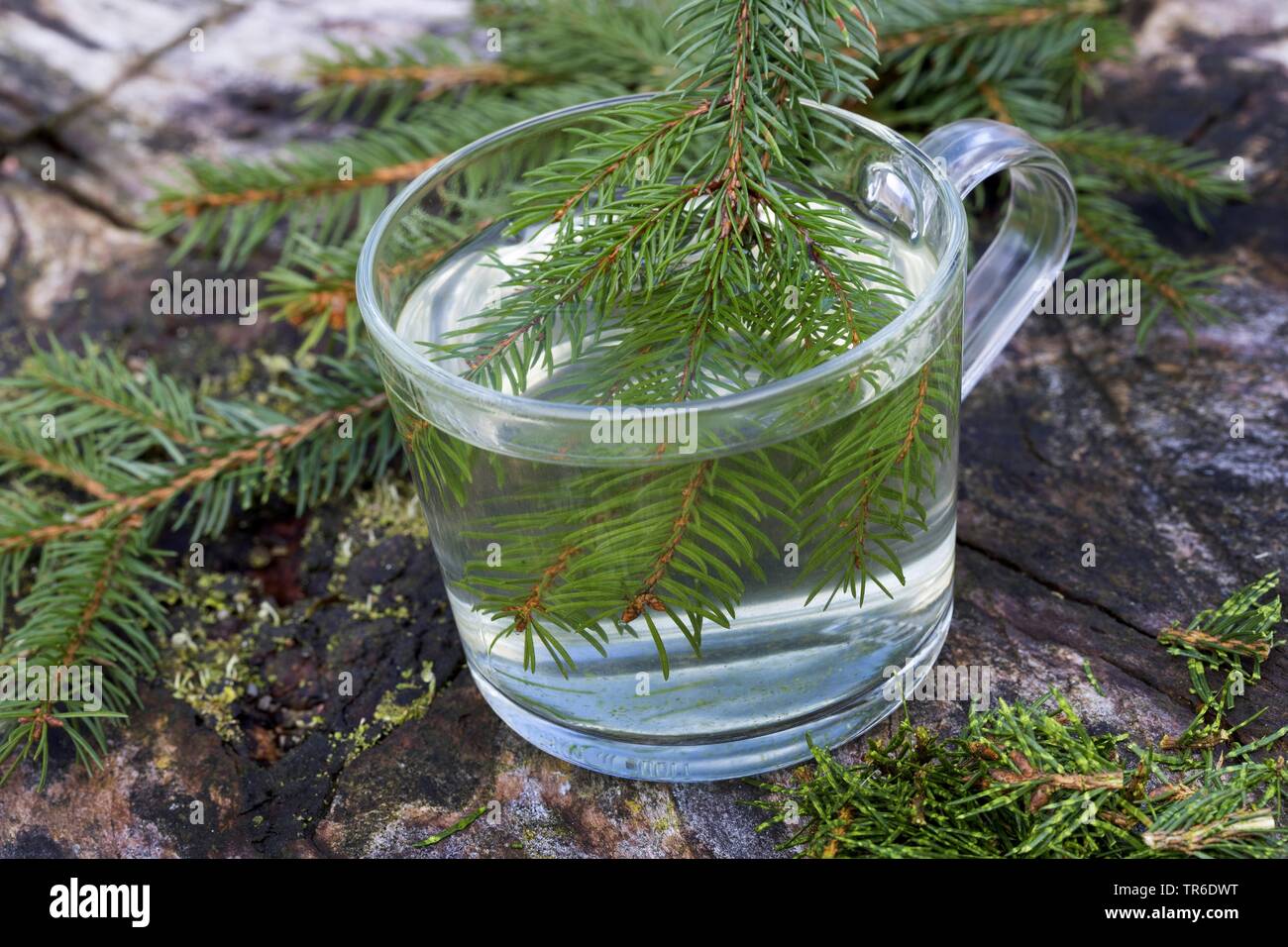 Die Fichte (Picea abies), Baum aus Nadel Fichte, Deutschland Stockfoto