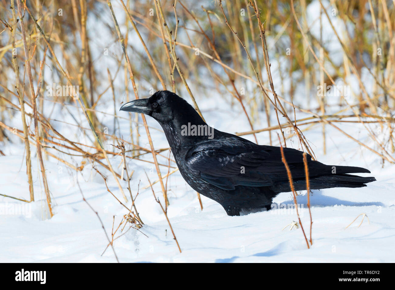 Kolkrabe (Corvus Corax), sitzen im Schnee, Deutschland Stockfoto