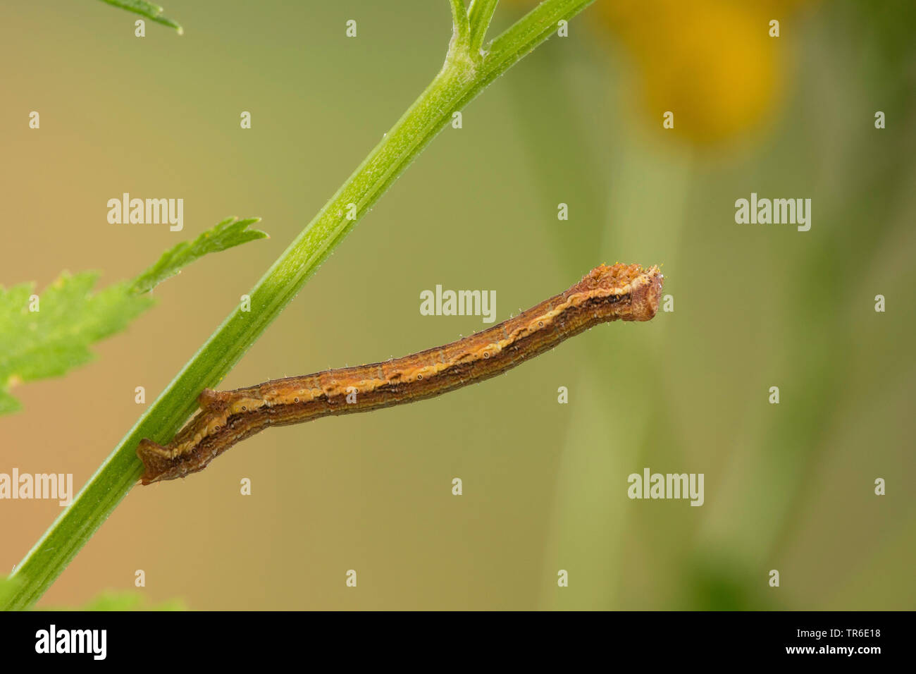 Gemeinsame Heide (Ematurga atomaria), Caterpillar essen Tansy, Deutschland Stockfoto