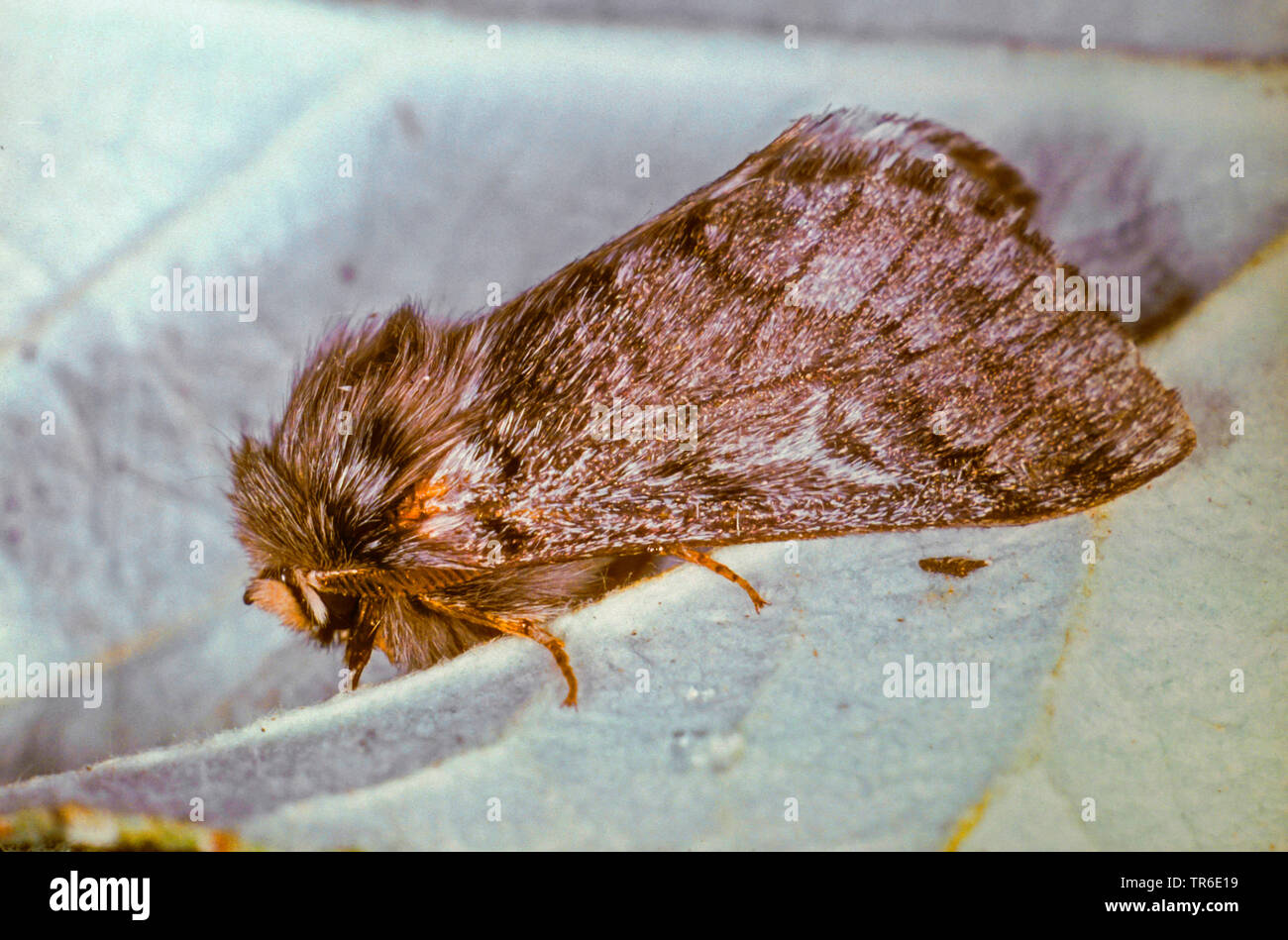 Kiefer processionary Moth (Thaumetopoea pinivora, Traumatocampa pinivora), imago auf einem Blatt, Seitenansicht, Deutschland Stockfoto