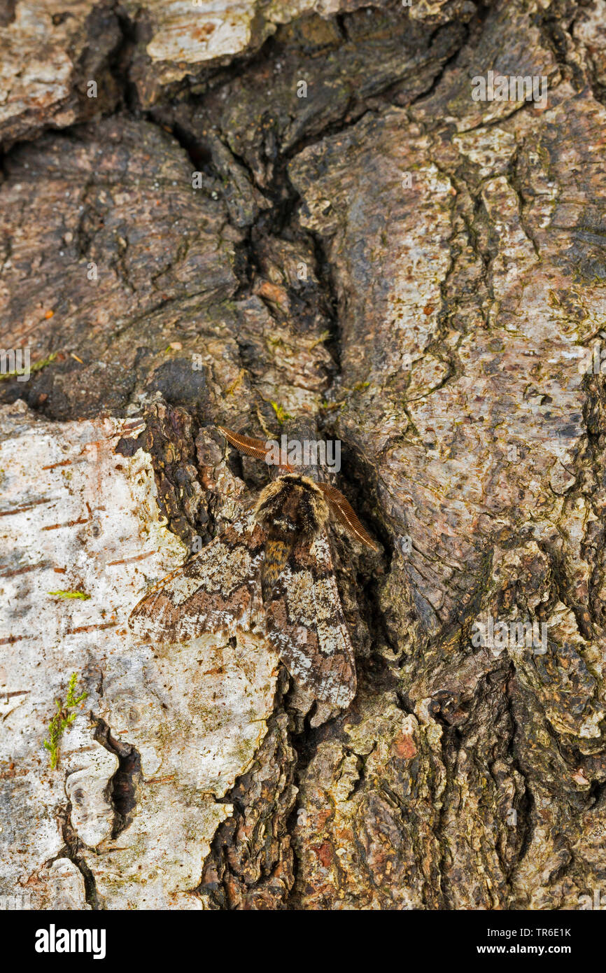 Eiche Schönheit, Eiche gestromt Schönheit (Biston strataria, Biston stratarius), imago gut auf Rinde getarnt, Deutschland Stockfoto