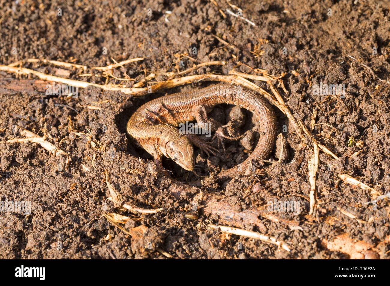 Lebendgebärenden Eidechse, gemeinsamen europäischen Eidechsen (Lacerta vivipara, Zootoca Vivipara), unter Totholz in einem Loch geschützt, Deutschland Stockfoto