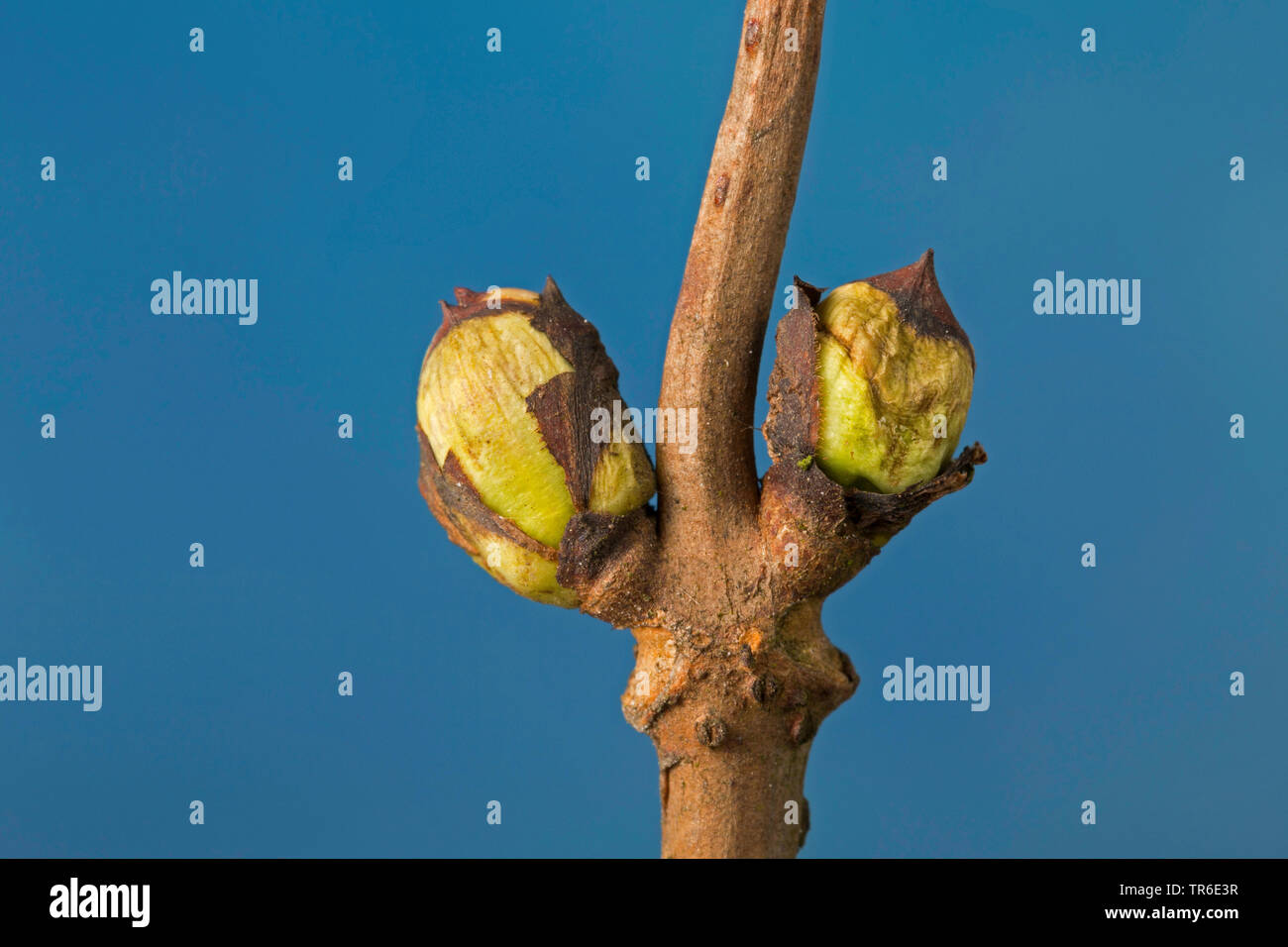 Europäische Rote Holunder (Sambucus racemosa), Zweig mit Knospen, Deutschland Stockfoto