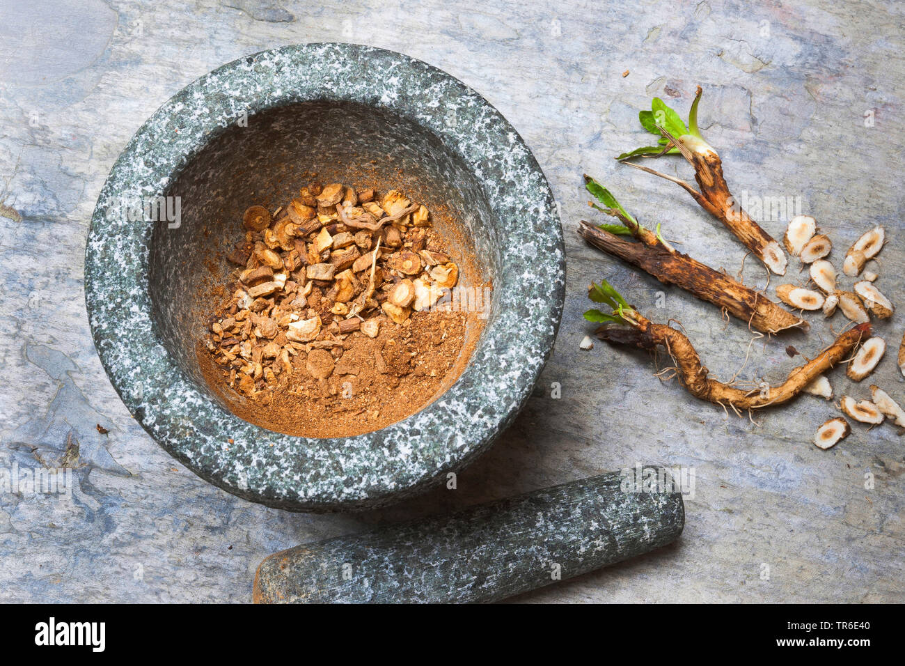 Blauen Matrosen, gemeinsame Chicorée, wilde succory (Cichorium intybus), Wurzeln sind geschliffen in einem Mörser, Deutschland Stockfoto