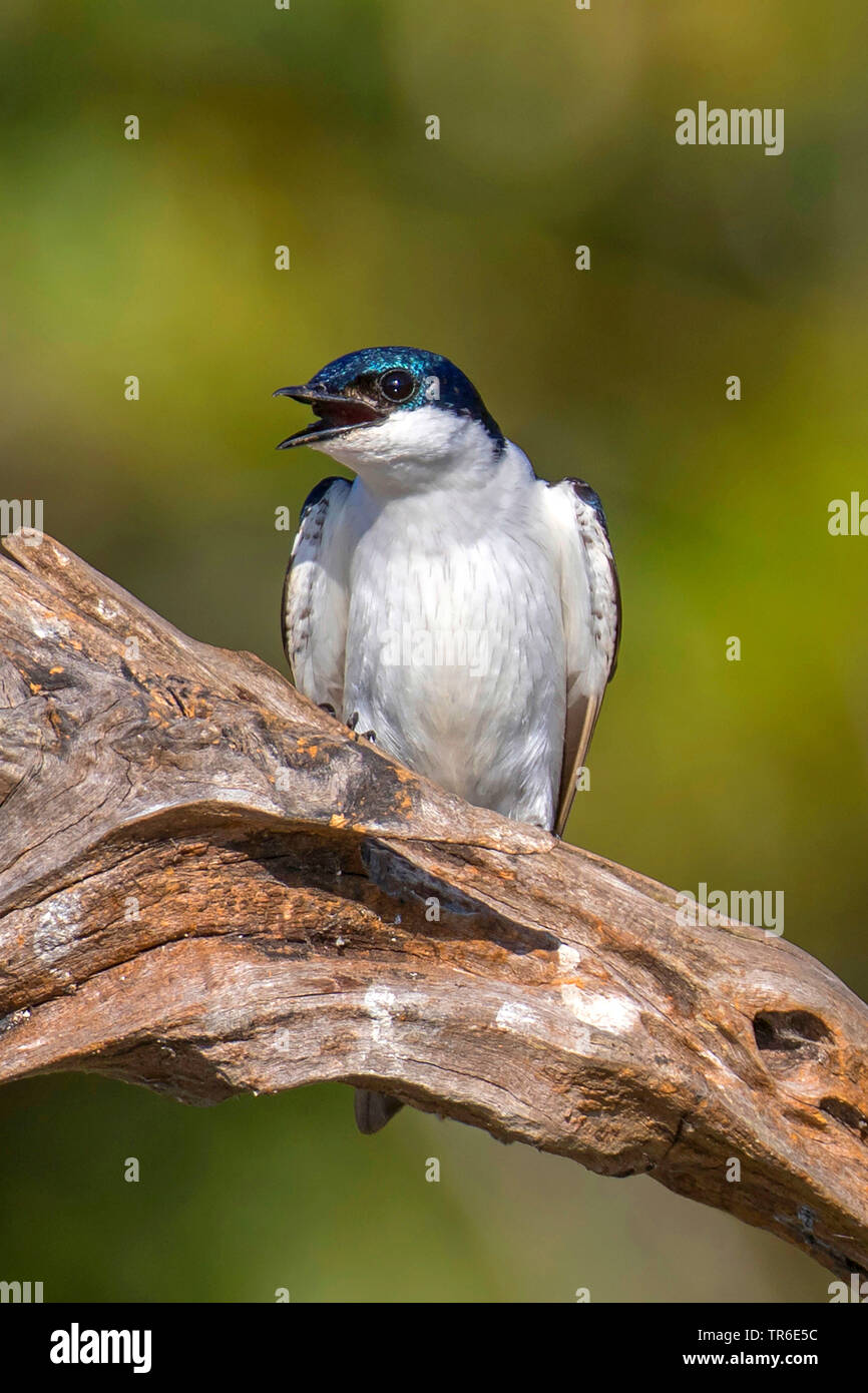 Blau und Weiß schlucken (Notiochelidon cyanoleuca), sitzend auf Totholz, Brasilien, Pantanal, Pantanal Matogrossense Nationalpark Stockfoto