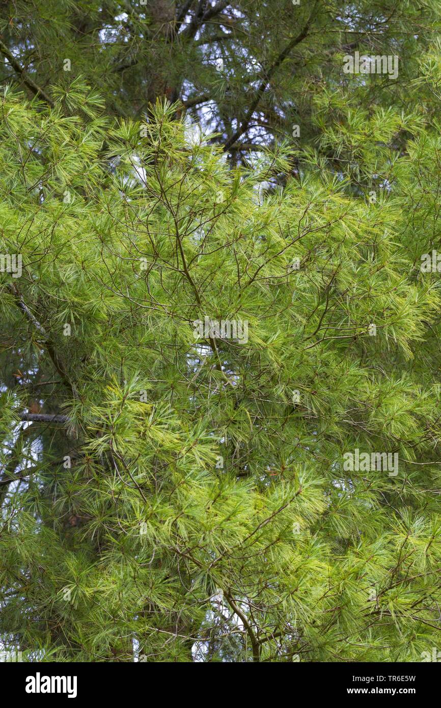 Eastern White Pine (Pinus strobus), Zweigniederlassungen Stockfoto