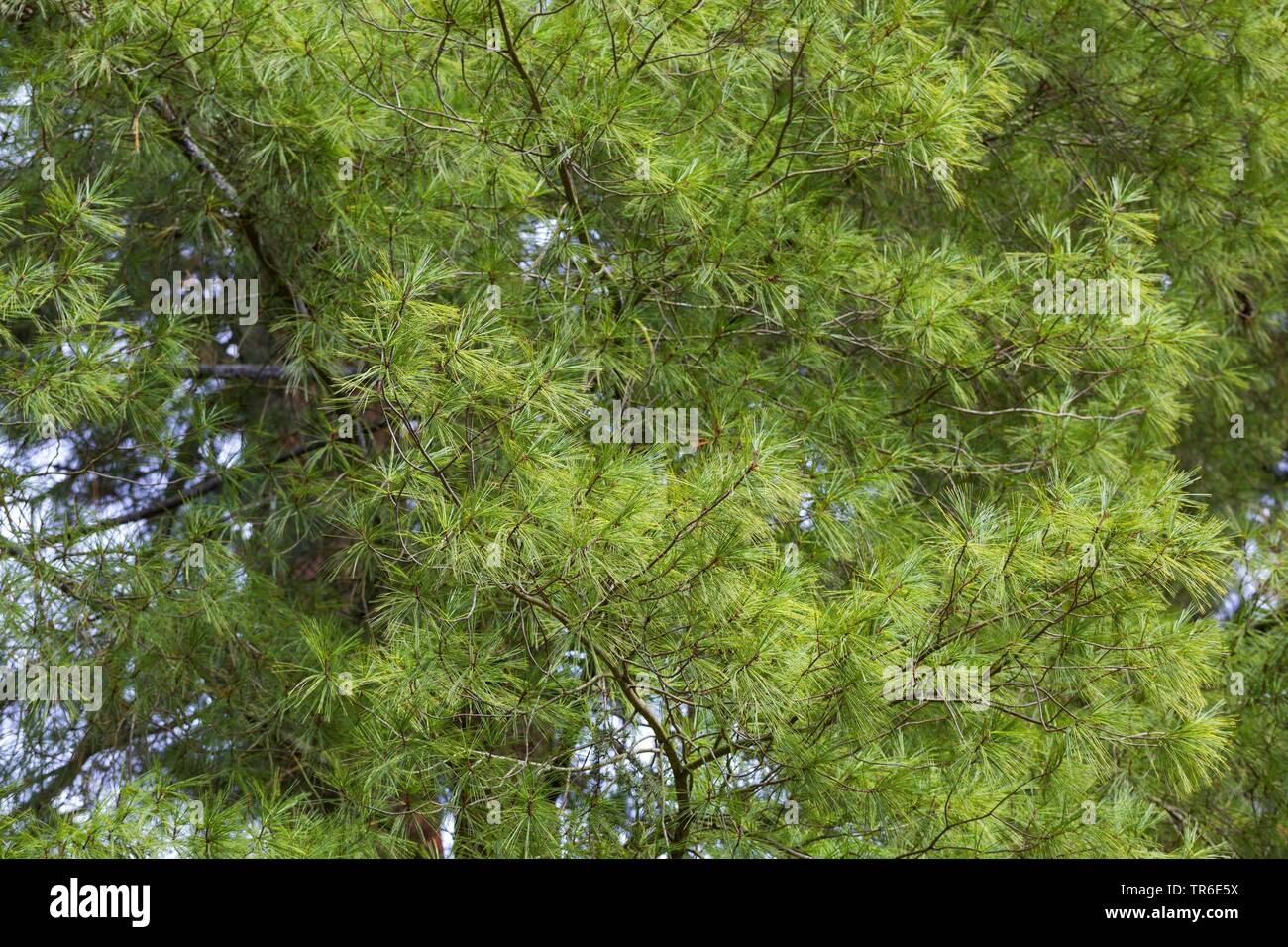 Eastern White Pine (Pinus strobus), Zweigniederlassungen Stockfoto