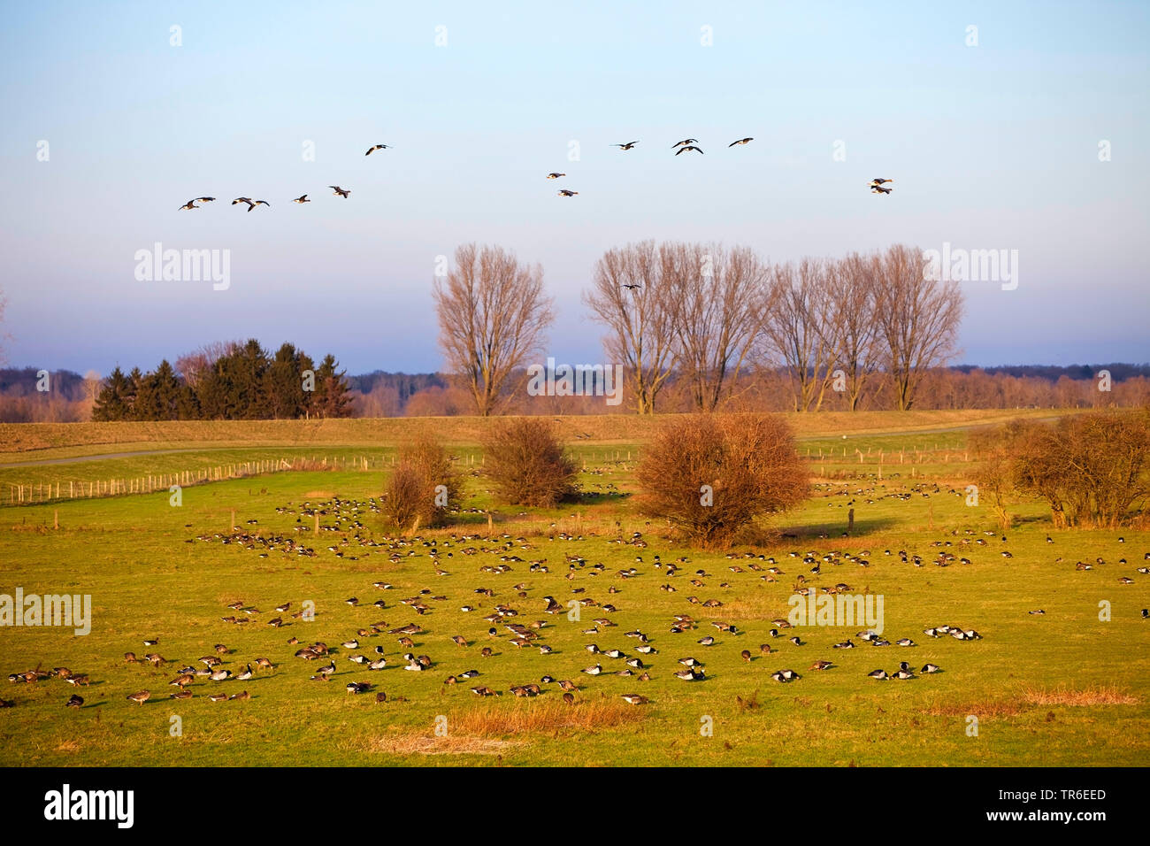 Wilde Gänse im Naturschutzgebiet Bislicher Insel, Deutschland, Nordrhein-Westfalen, Ruhrgebiet, Wesel Stockfoto