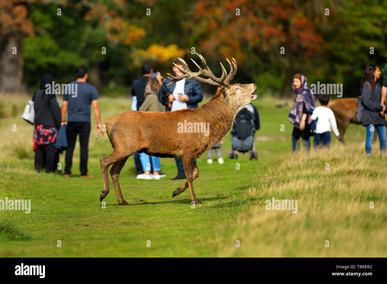 Red Deer (Cervus elaphus), röhrender Hirsch und Besucher im Richmond Park, Vereinigtes Königreich, England, London Stockfoto
