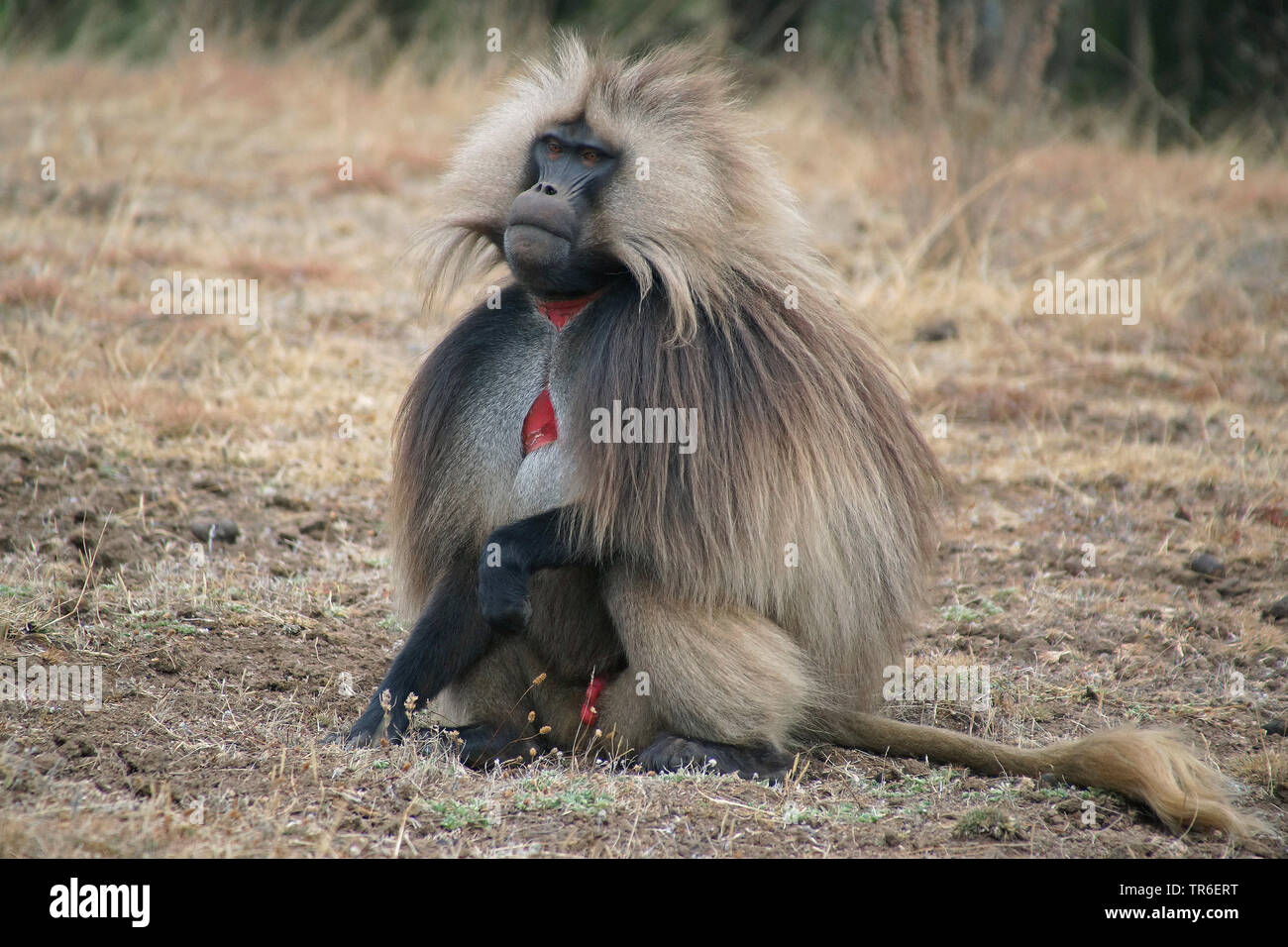 Gelada, gelada baboons (Theropithecus gelada), sitzen in einem getrocknete Wiese, Seitenansicht, Äthiopien Stockfoto