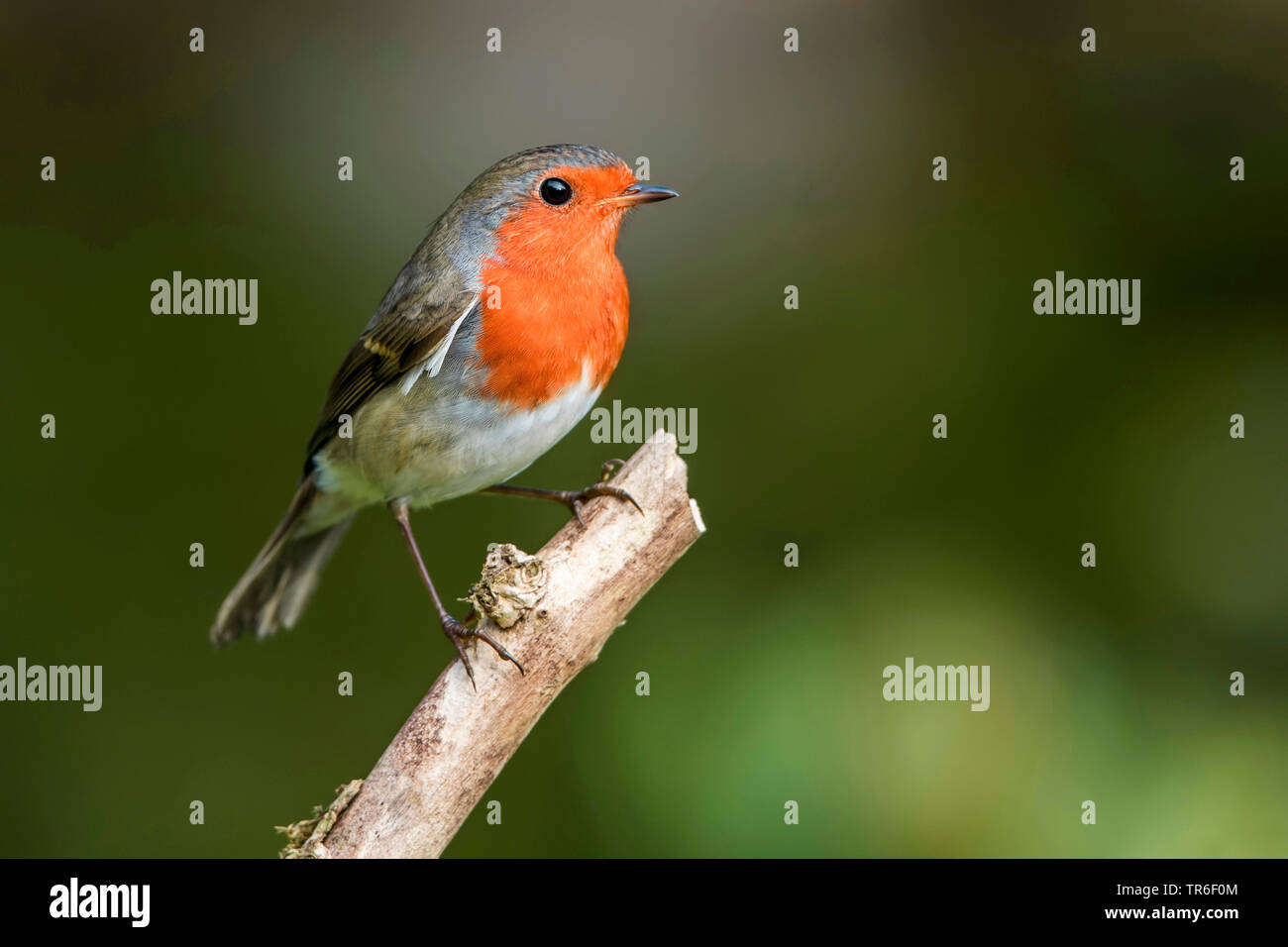 Europäische Robin (Erithacus Rubecula), auf einem Zweig sitzend, Deutschland, Mecklenburg-Vorpommern Stockfoto