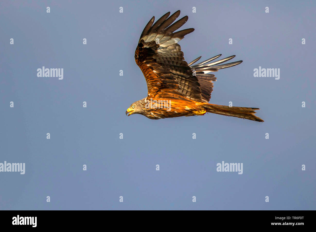 Rotmilan (Milvus milvus), Fliegende, Deutschland, Mecklenburg-Vorpommern Stockfoto