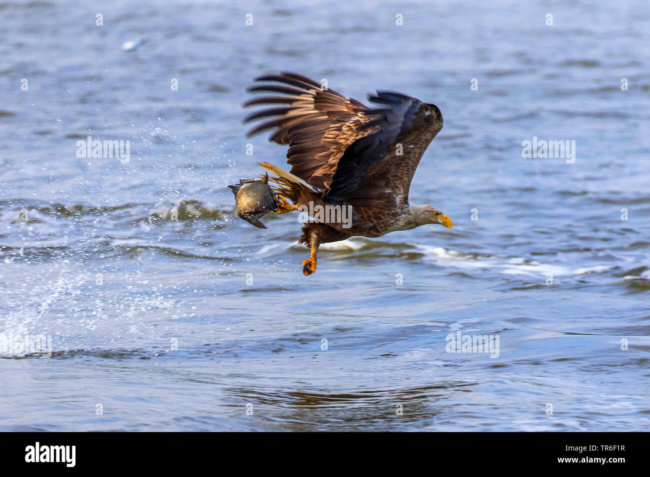 Seeadler Seeadler (Haliaeetus albicilla), im Flug mit Preyed Fisch in der Nähe der Wasseroberfläche, Seitenansicht, Deutschland, Mecklenburg-Vorpommern, Malchiner Siehe Stockfoto