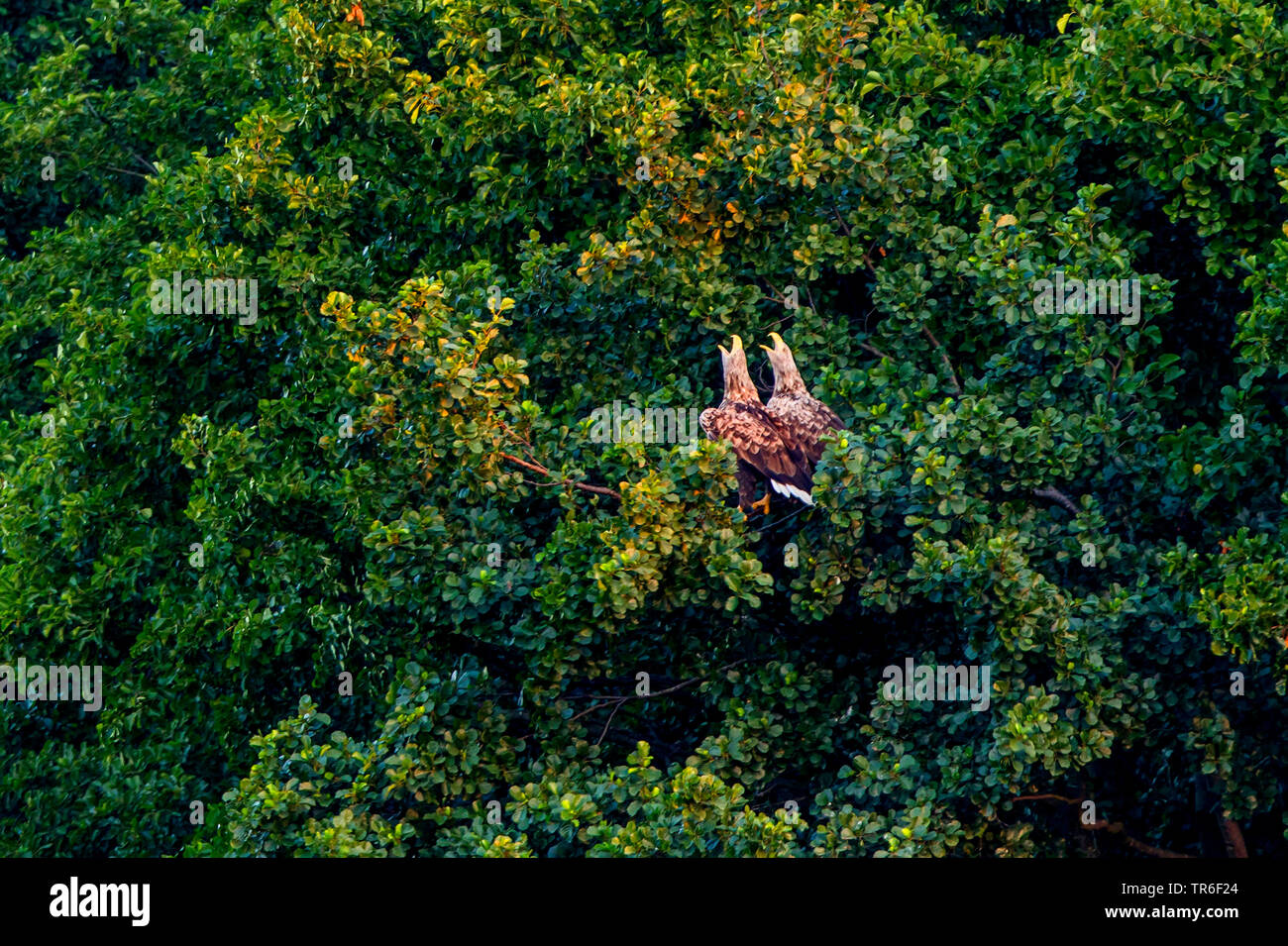 Seeadler Seeadler (Haliaeetus albicilla), gemeinsam in einem Baum und Aufruf von Sitzen, Seitenansicht, Deutschland, Mecklenburg-Vorpommern, Malchiner Siehe Stockfoto