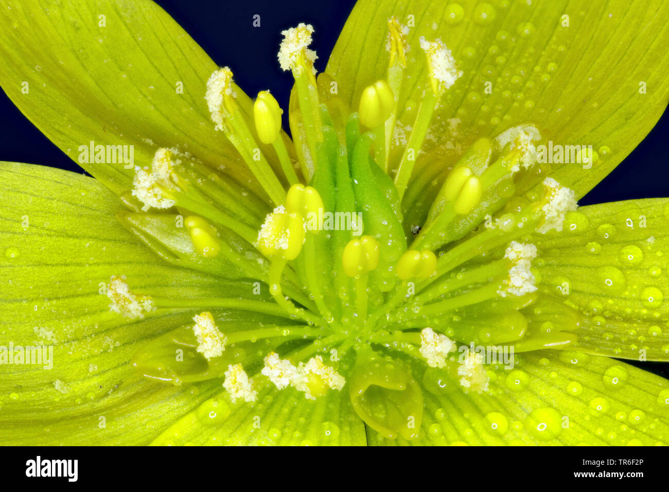 Camas (Eranthis Hyemalis), Blüte Detail mit nektarien, Staubgefäße und, Deutschland Stockfoto
