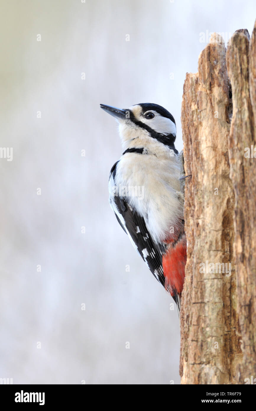 Buntspecht (Picoides major, Dendrocopos major), die auf Totholz, Deutschland Stockfoto