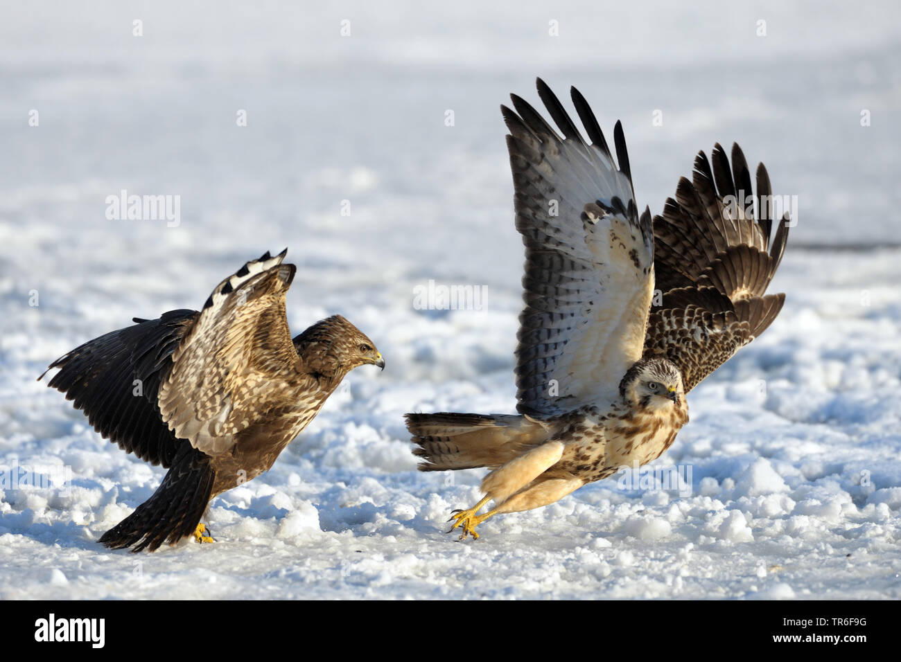 Eurasischen Mäusebussard (Buteo buteo), Streit mit einem jungen Vogel im Schnee, Deutschland Stockfoto