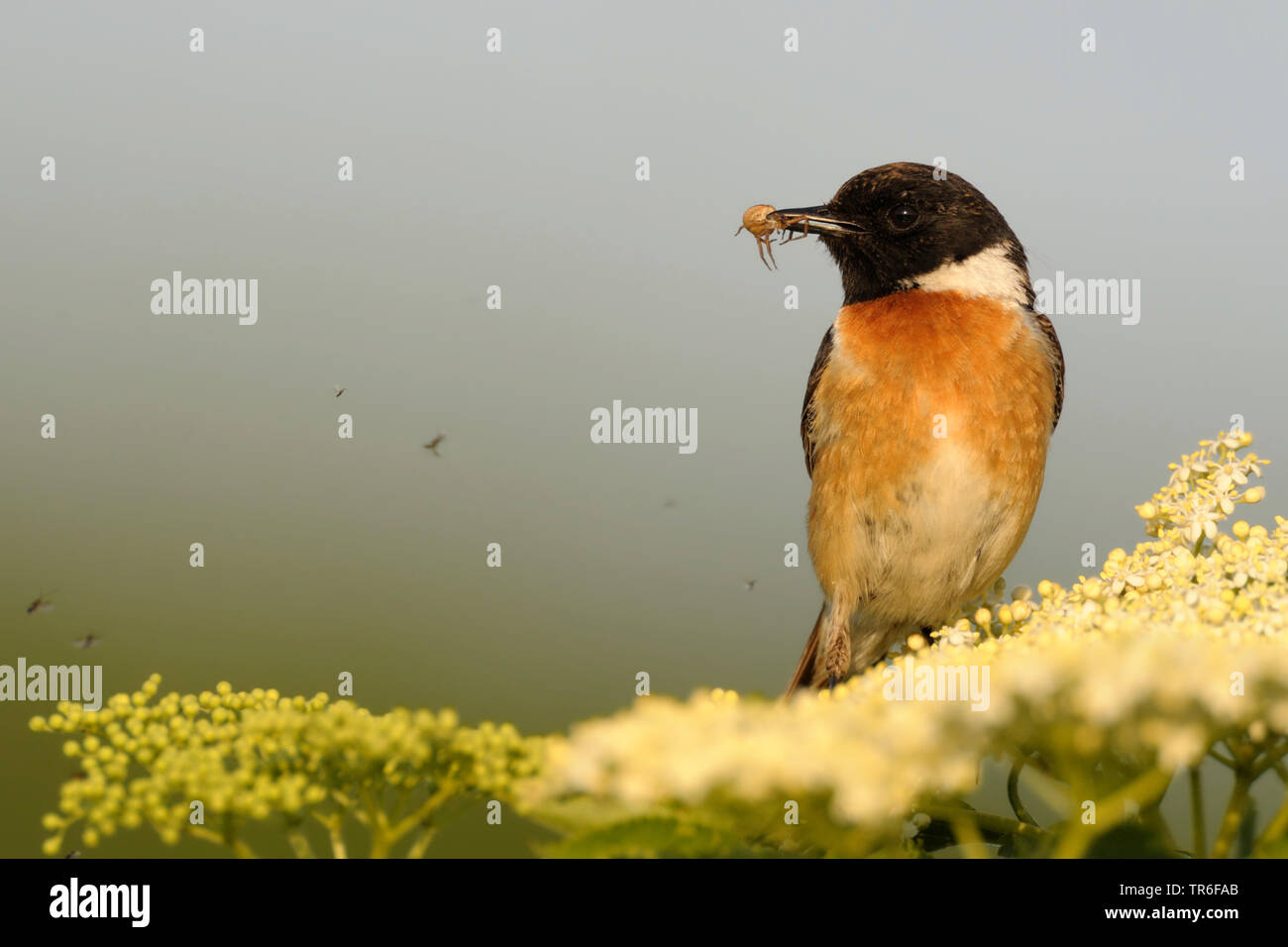 Gemeinsame Schwarzkehlchen (Saxicola rubicola rubicola, Saxicola torquata), male auf einem Blütenstand mit einer Spinne in der Rechnung, Deutschland Stockfoto