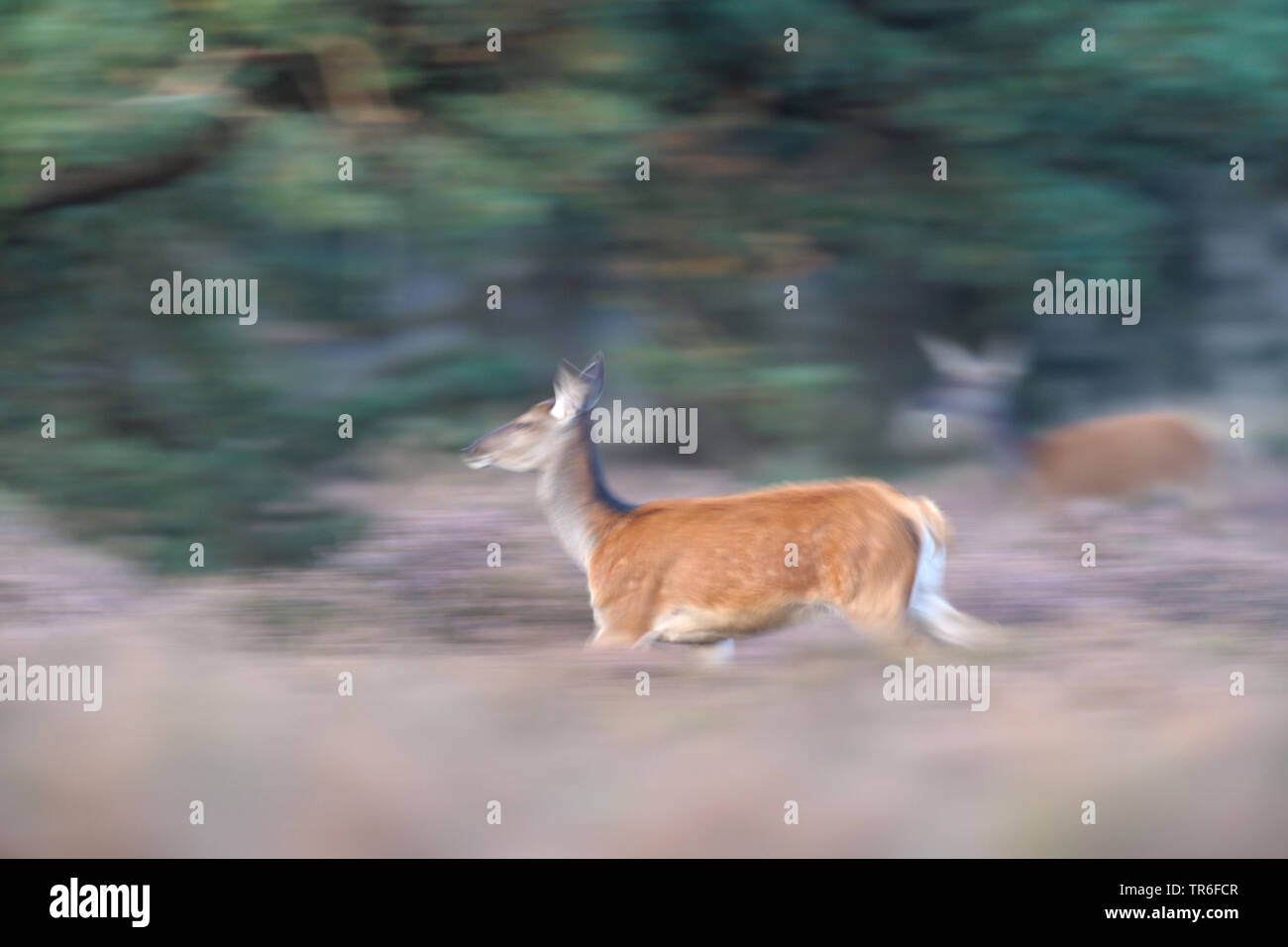 Red Deer (Cervus elaphus), hinds Flucht über eine Lichtung im Wald, Deutschland Stockfoto