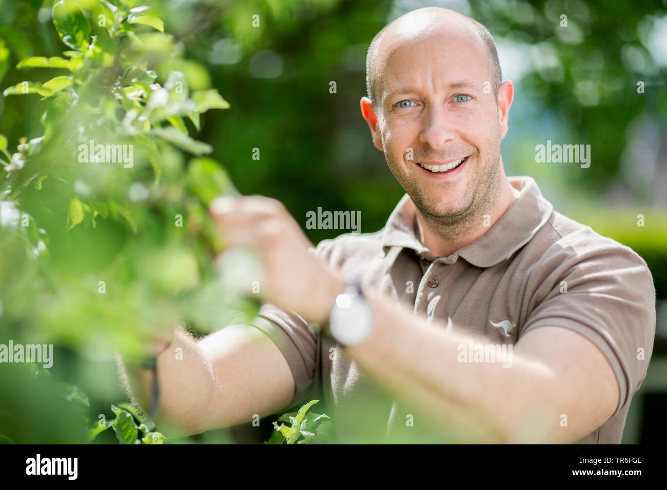 Apfelbaum (Malus Domestica), ist der Mensch in der Baumpflege Betrieb im Garten, Deutschland Stockfoto