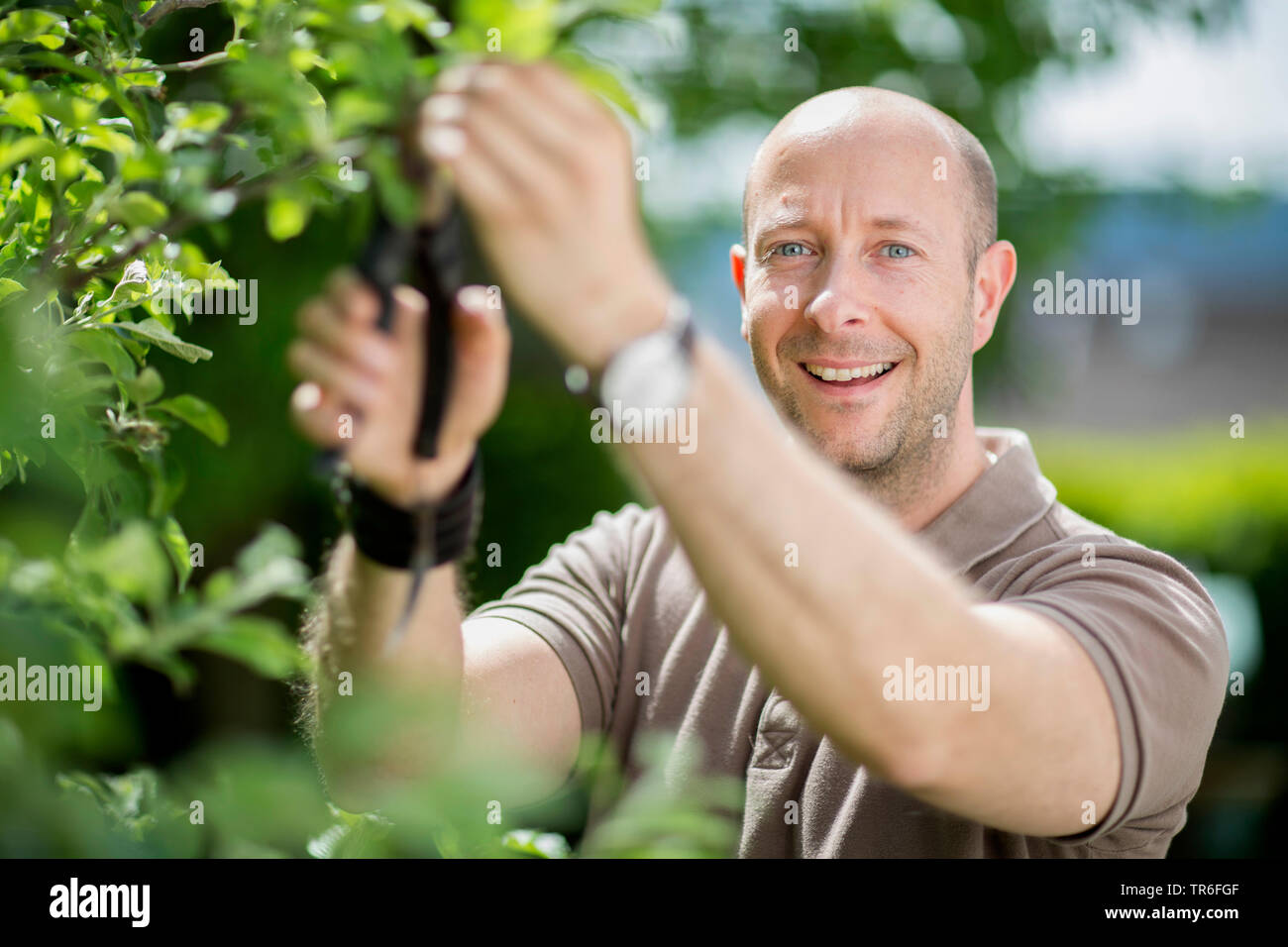 Apfelbaum (Malus Domestica), ist der Mensch in der Baumpflege Betrieb im Garten, Deutschland Stockfoto