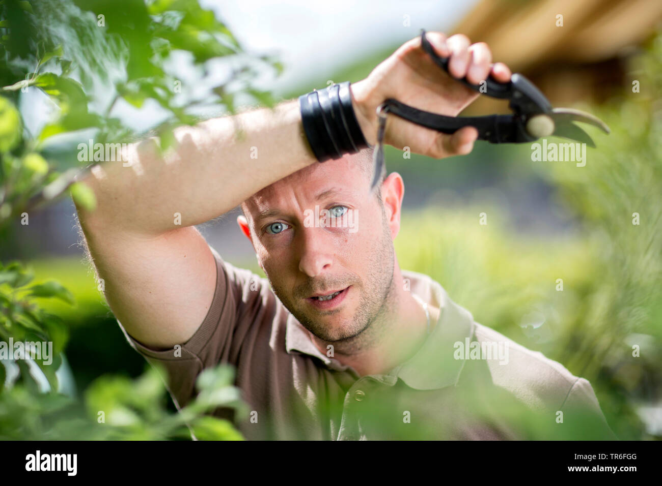 Mann an harten Baumpflege Betrieb im Garten, Deutschland Stockfoto