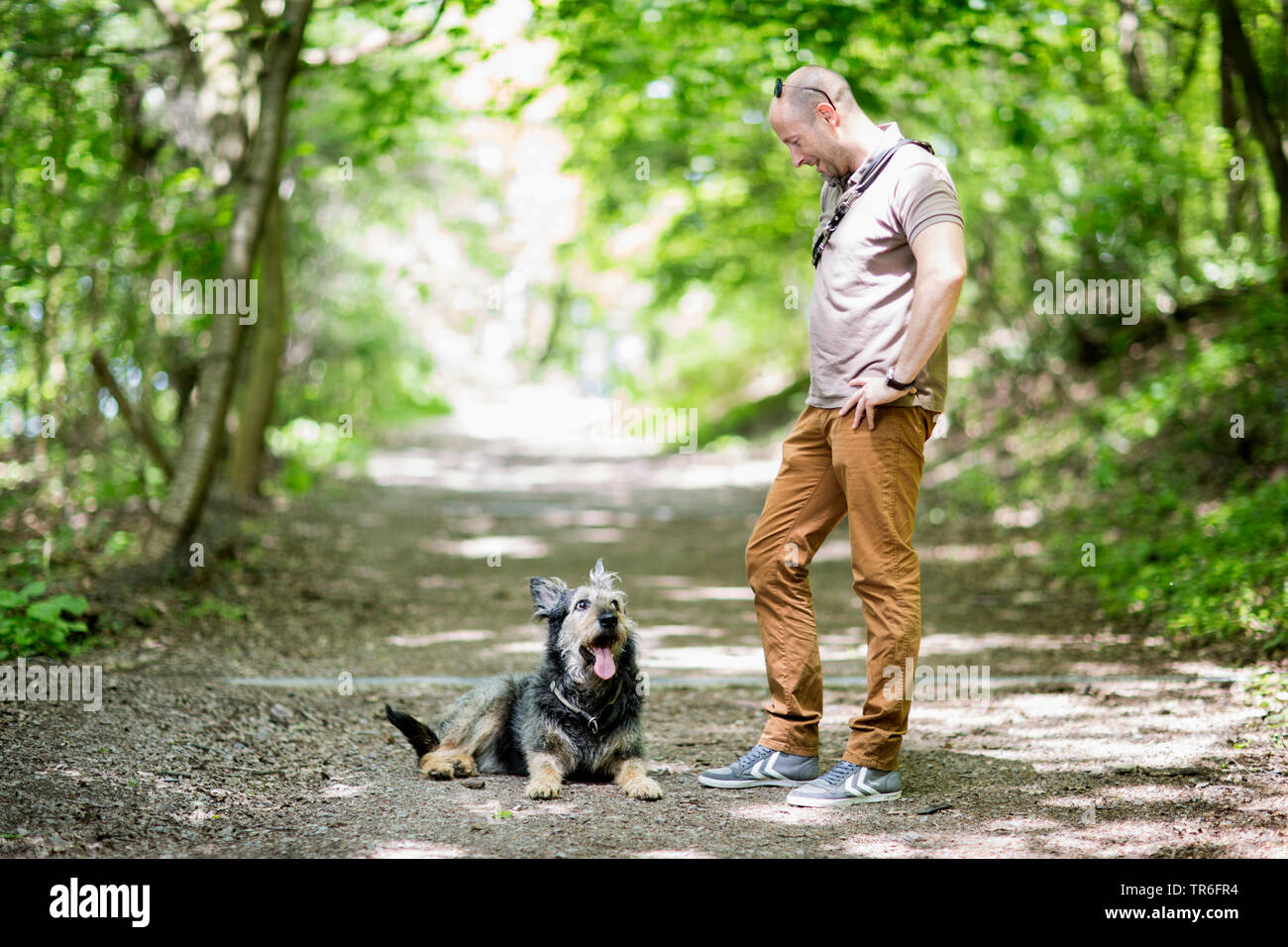 Berger de Picardie, Berger Picard (Canis lupus f. familiaris), Mann mit Hund auf einem Waldweg, Deutschland Stockfoto