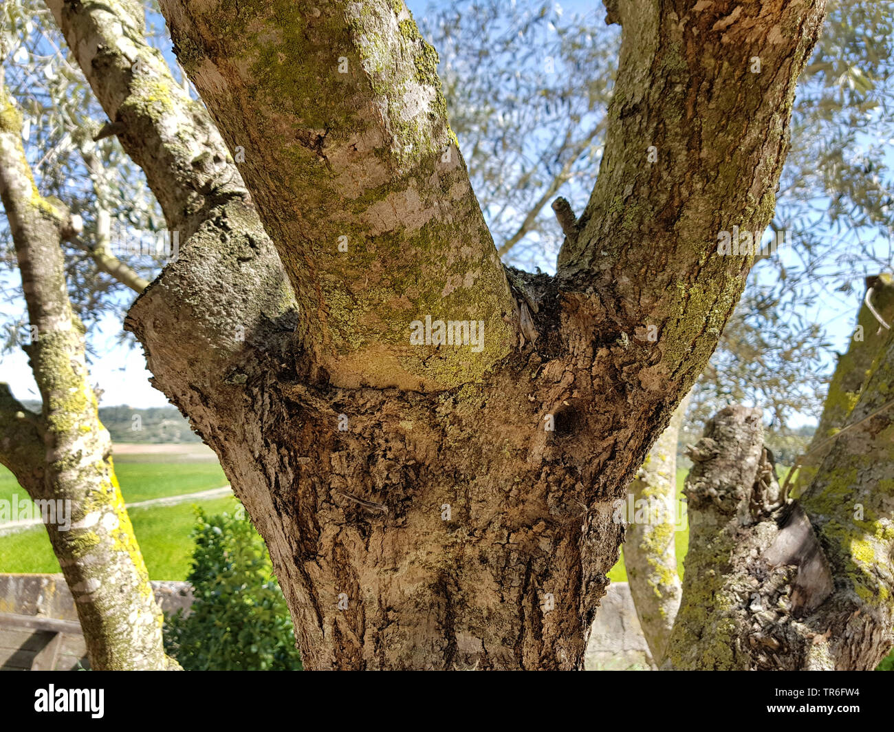 Einen Olivenbaum Pfropfen Stockfotografie - Alamy