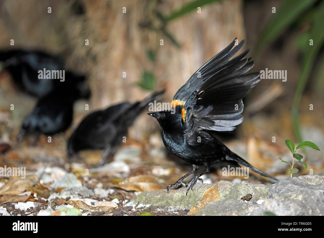 Tawny - Geschultert blackbird (Agelaius humeralis), auf der Suche nach Essen, Kuba, Zapata Nationalpark Stockfoto