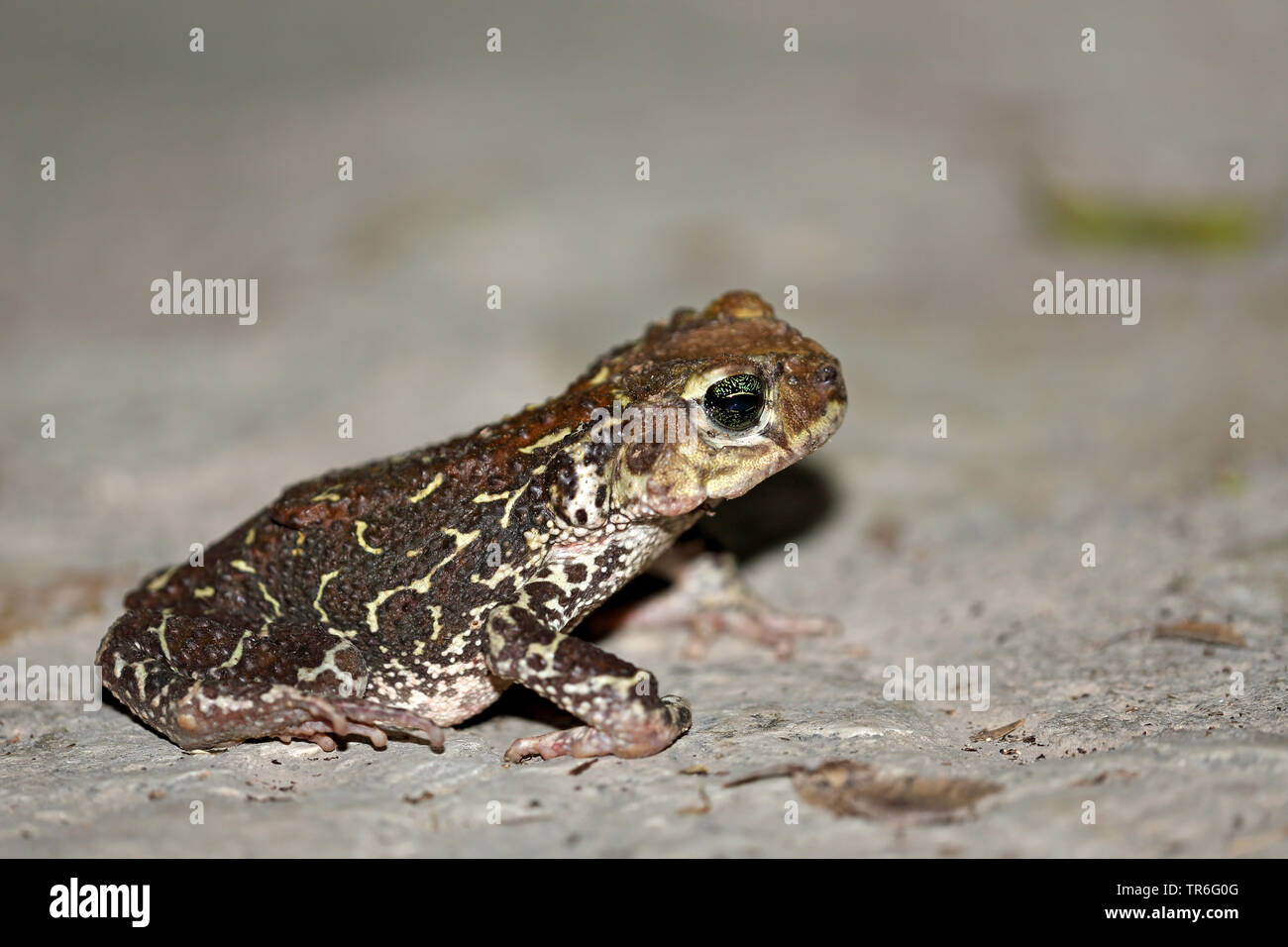 Kubanische Kröte (Peltophryne peltocephala), auf einem Stein saß, Kuba Stockfoto